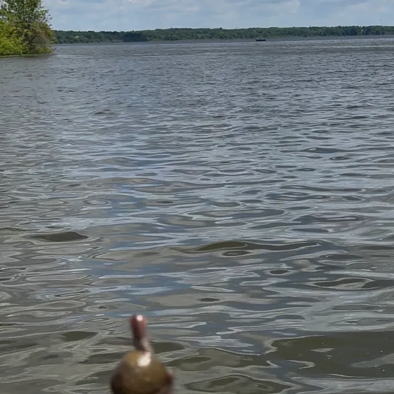 The most recent Blue catfish catches on Fishbrain
