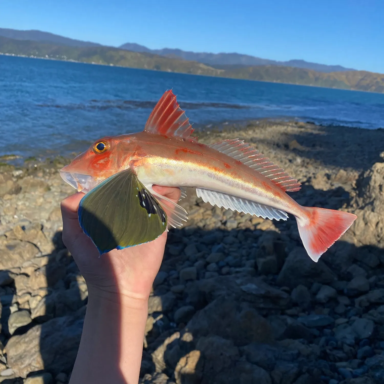 Fish caught on Fishbrain