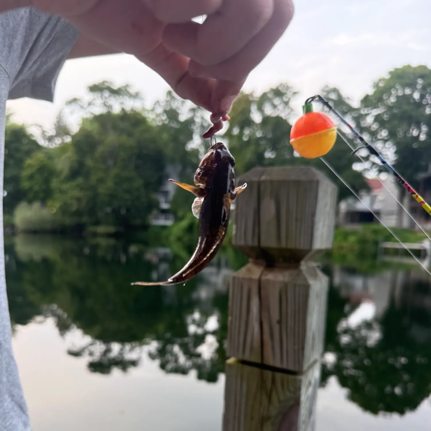 The most recent Dusky tripletooth goby catches on Fishbrain