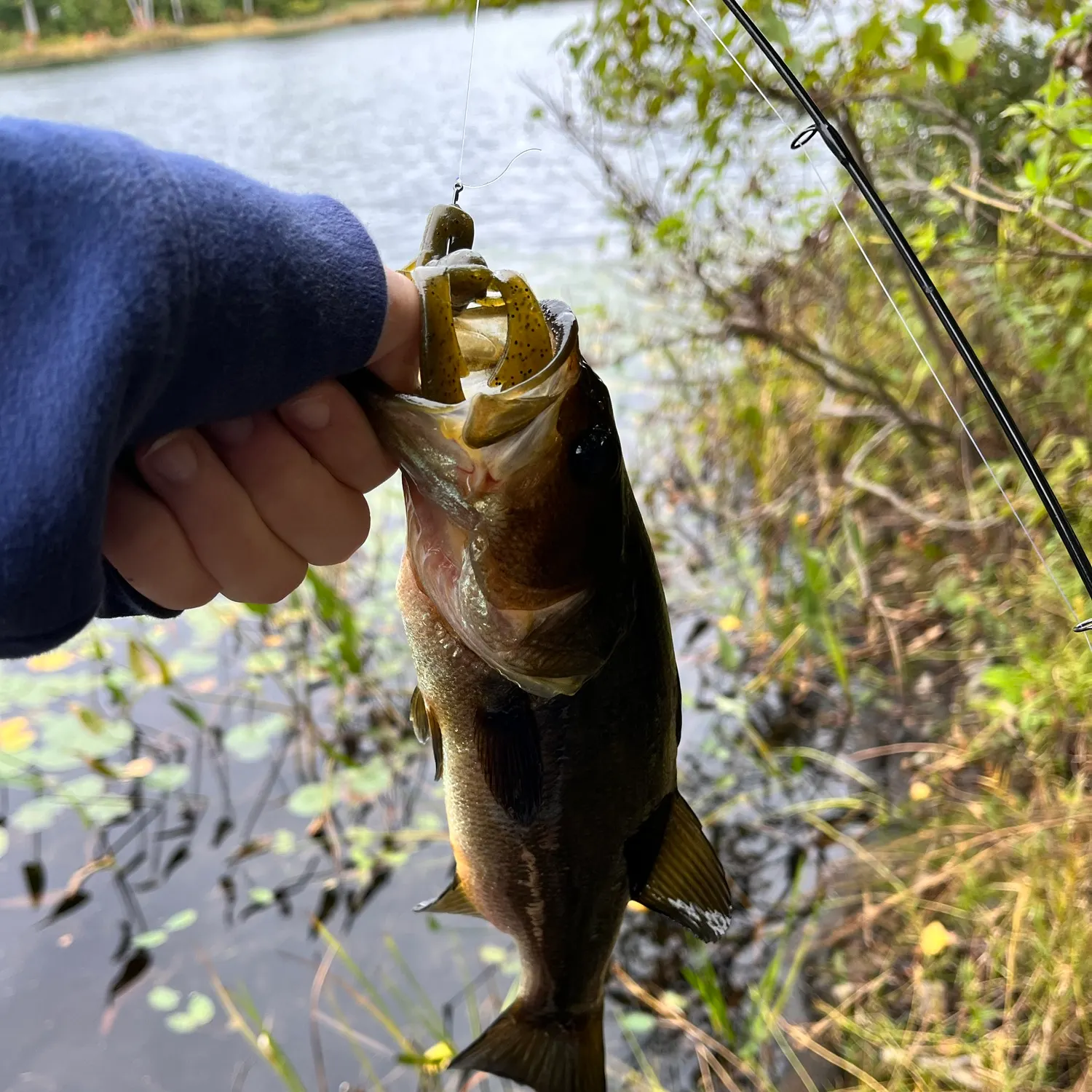 Largemouth bass caught on Fishbrain