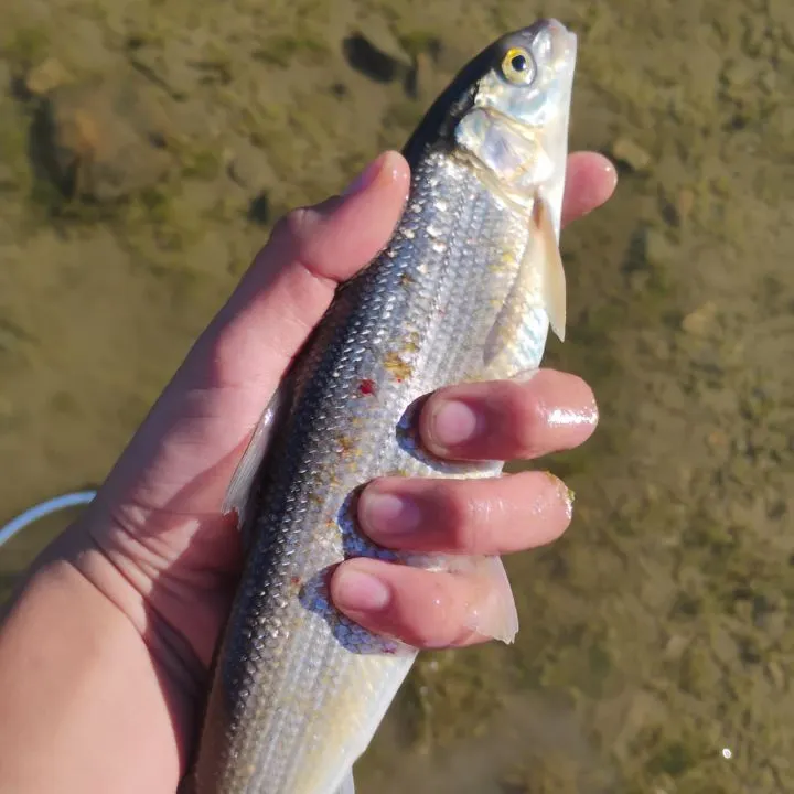 Mountain whitefish caught on Fishbrain