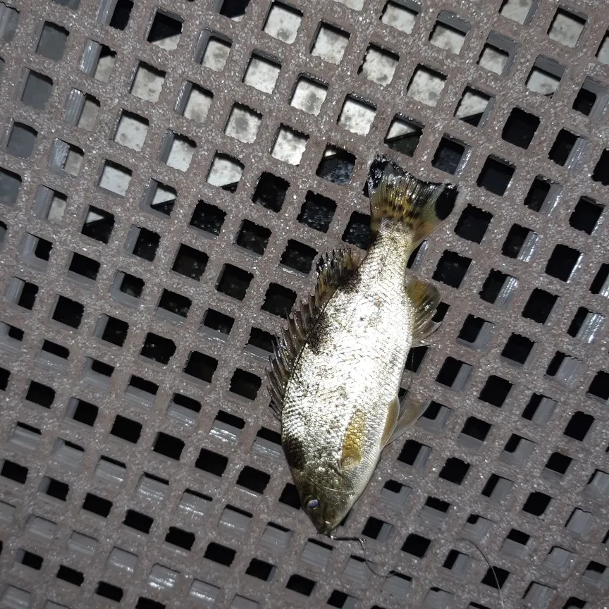 Fish caught on Fishbrain