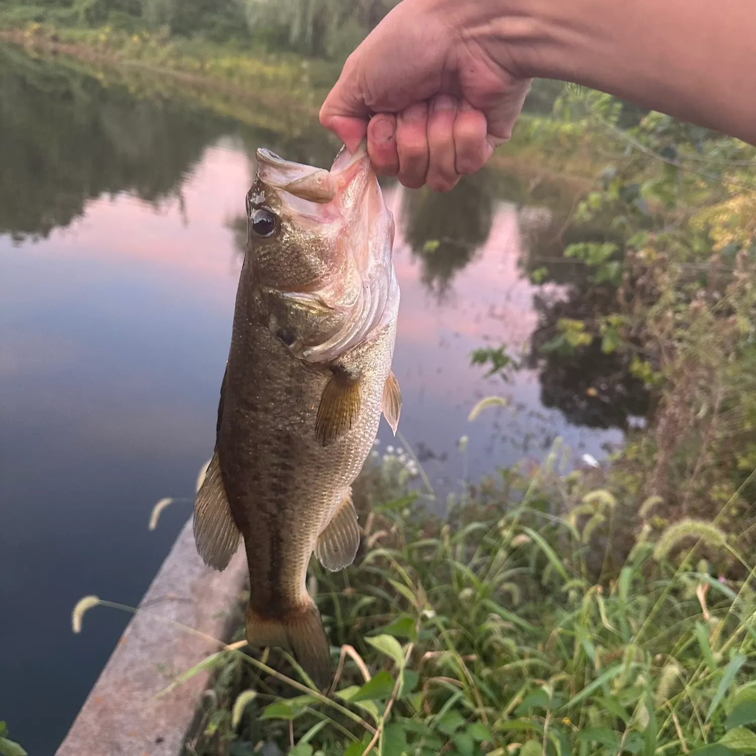 Largemouth bass caught on Fishbrain