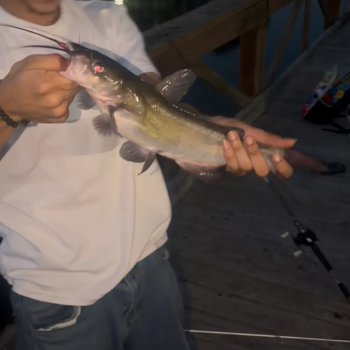 Channel catfish caught on Fishbrain