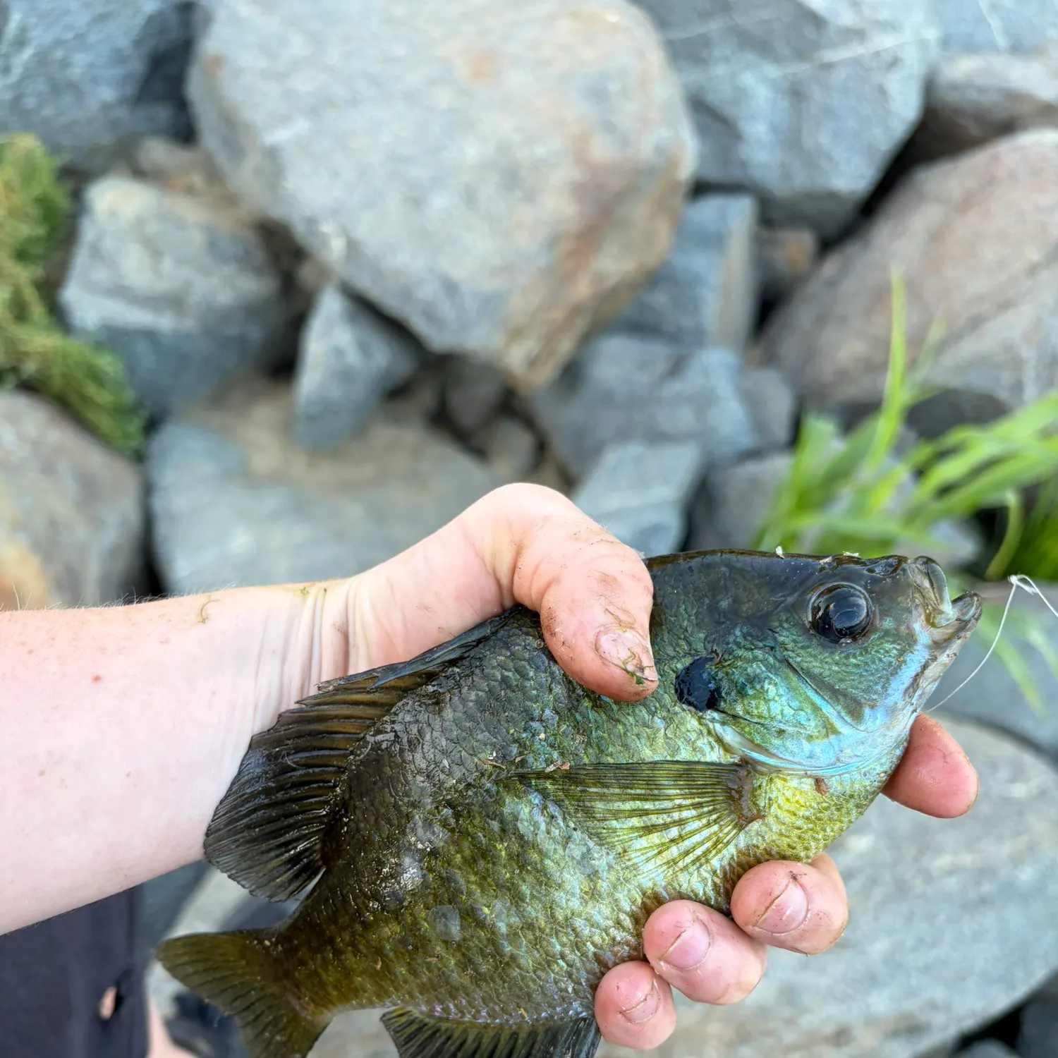 Bluegill caught on Fishbrain