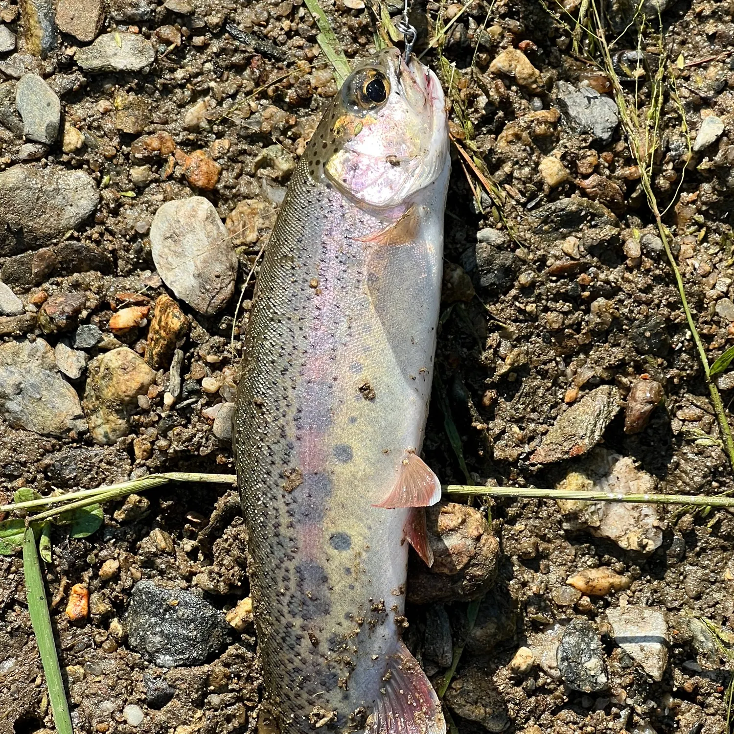 Rainbow trout caught on Fishbrain