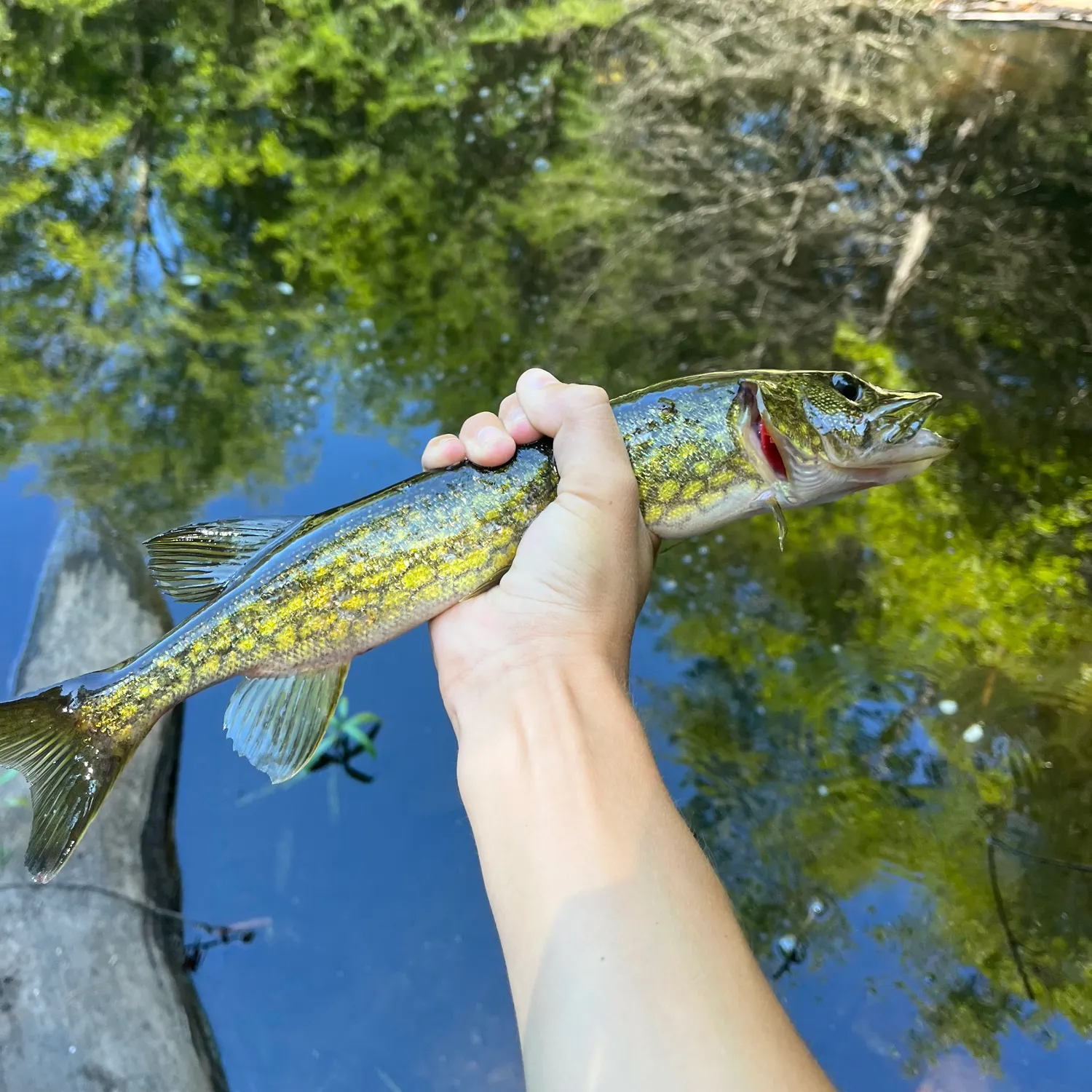 The most recent Chain pickerel catches on Fishbrain