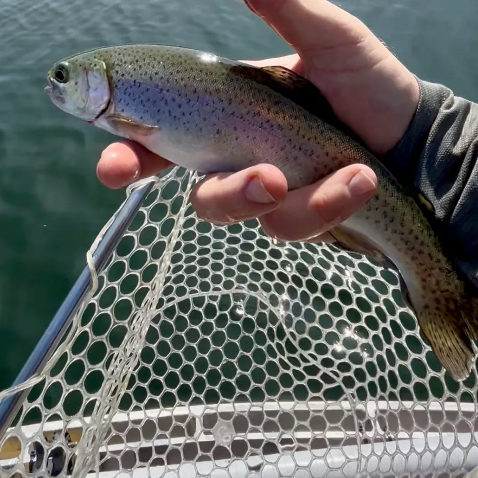 Rainbow trout caught on Fishbrain