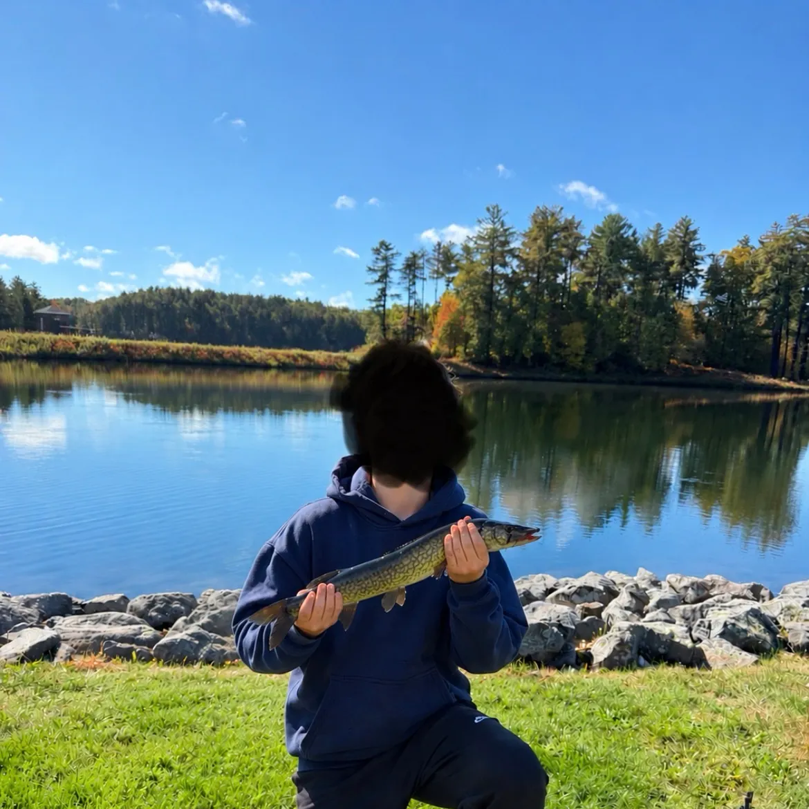 Chain pickerel caught on Fishbrain