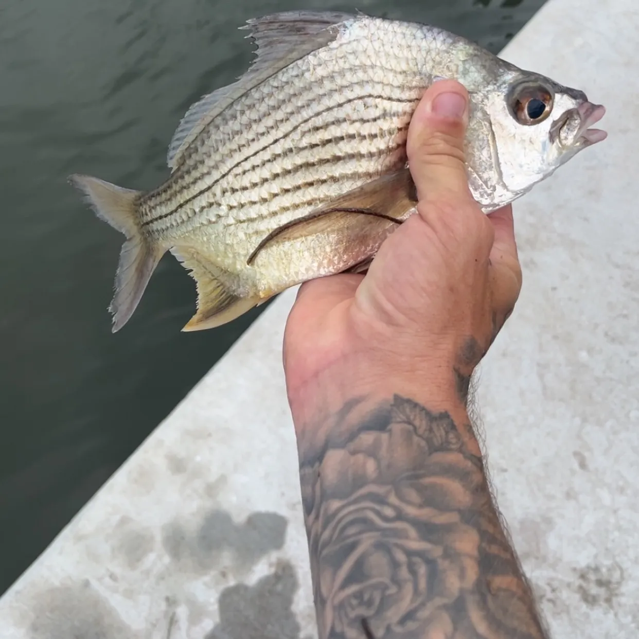 The most recent Striped mojarra catches on Fishbrain