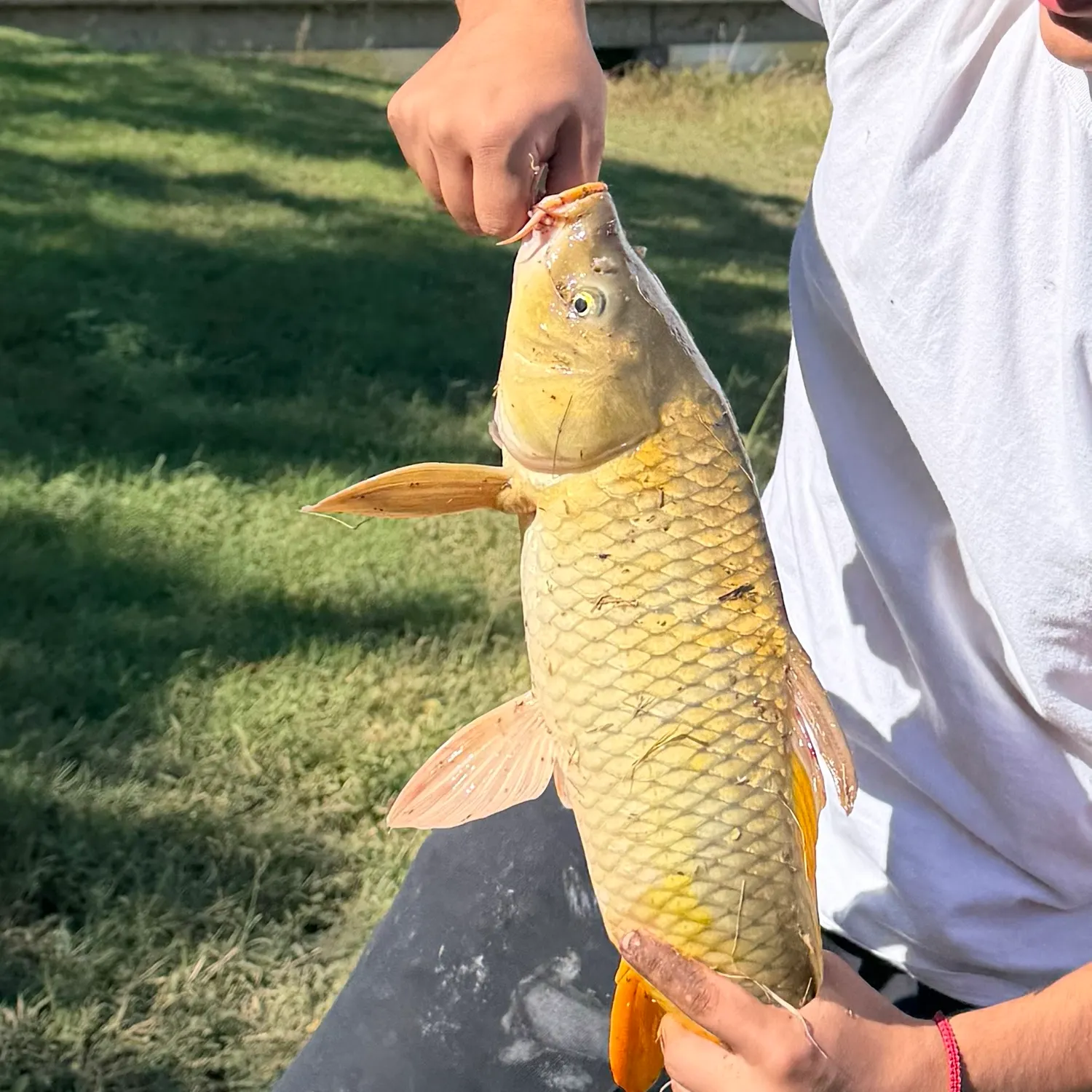 Common carp caught on Fishbrain