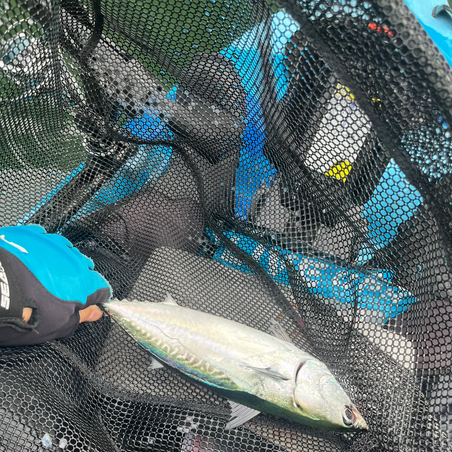 The most recent Kawakawa catches on Fishbrain