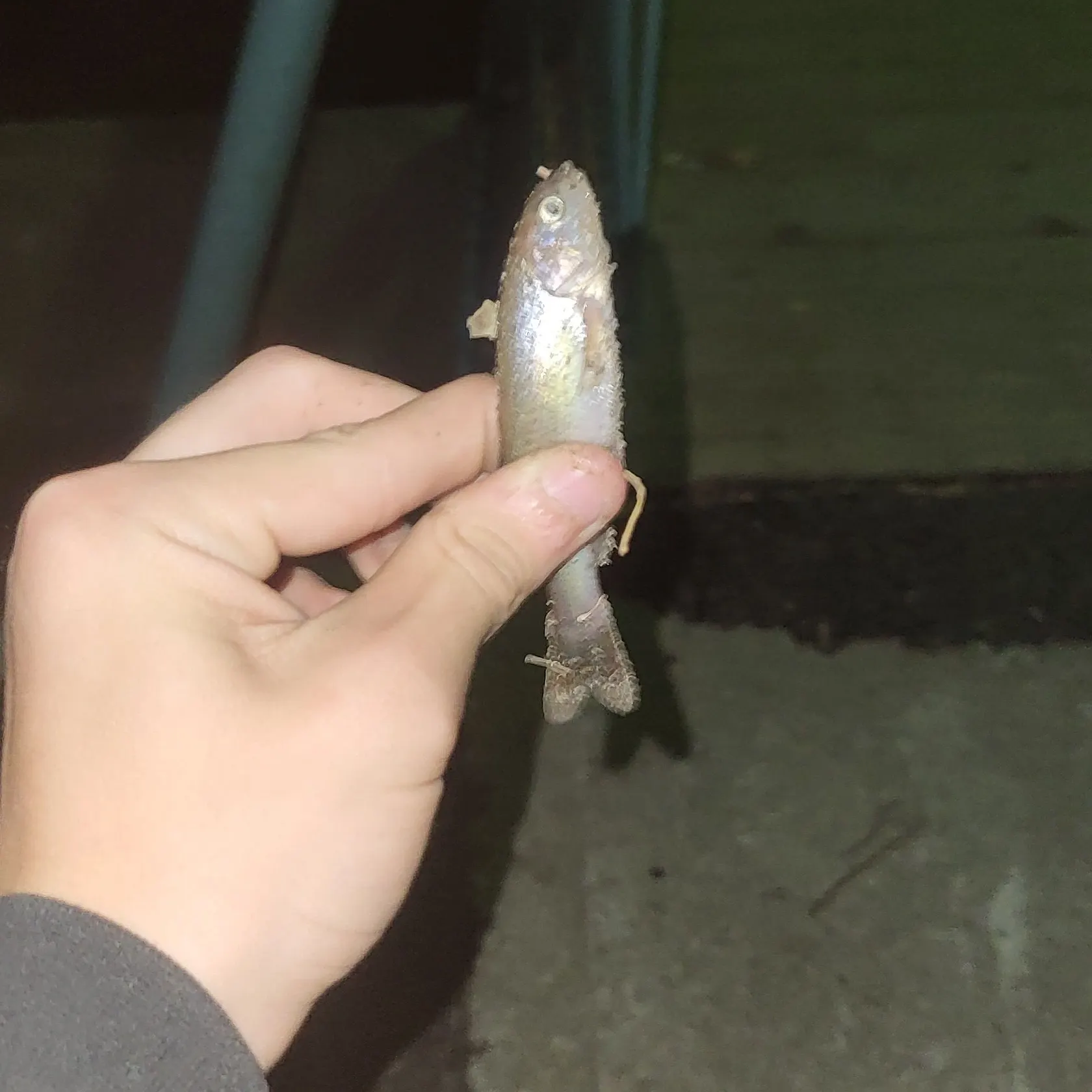 Creek chub caught on Fishbrain