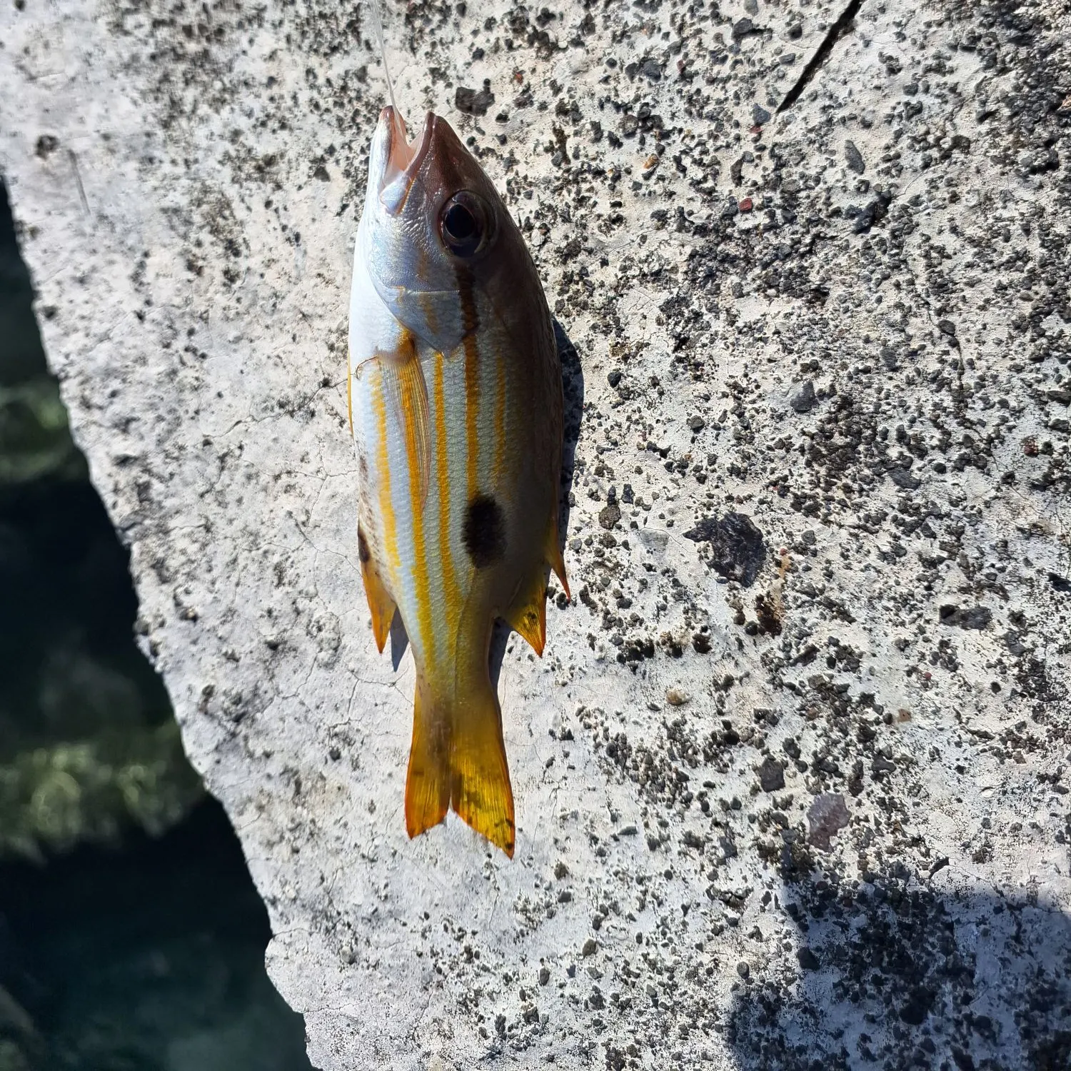 The most recent Dory snapper catches on Fishbrain