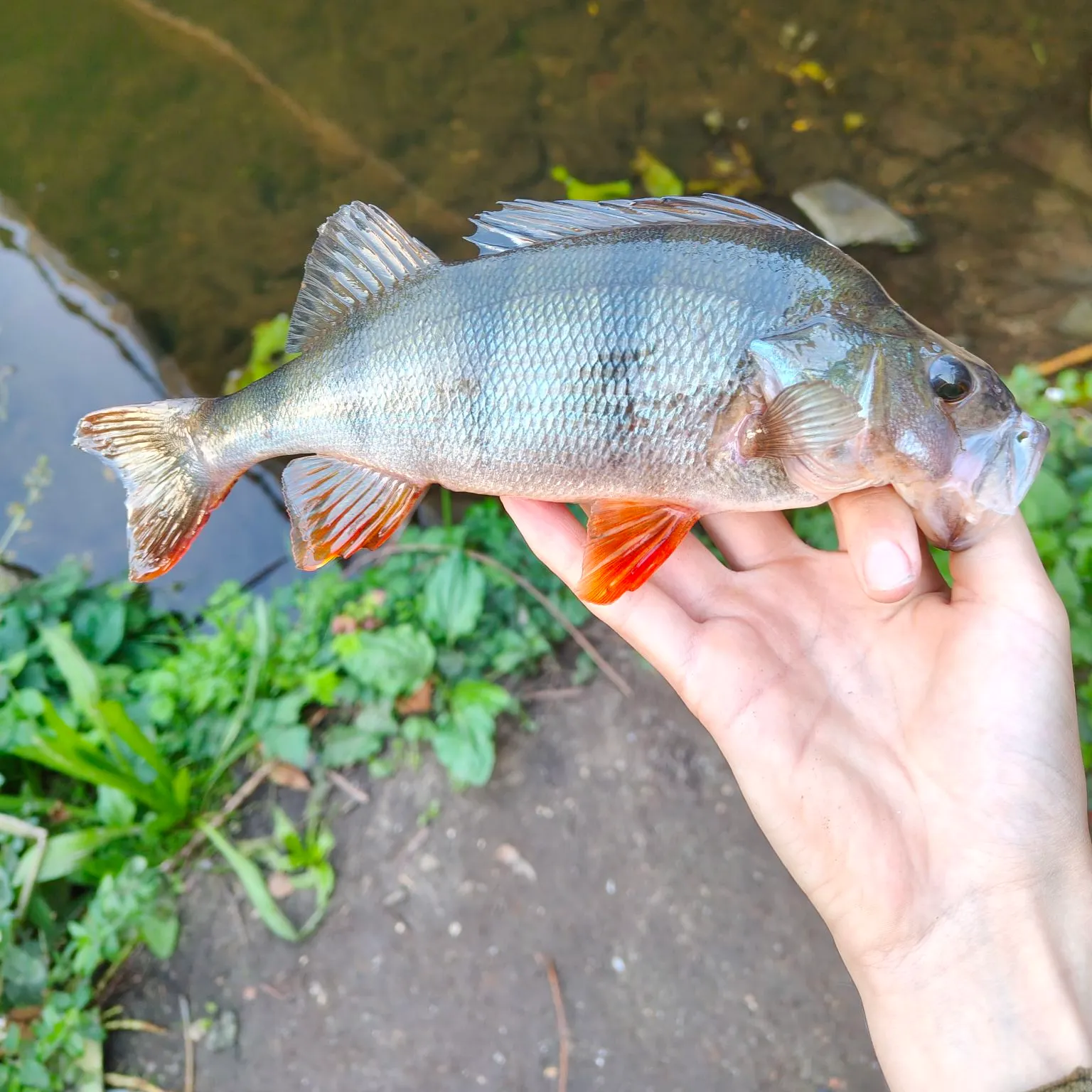 European perch caught on Fishbrain