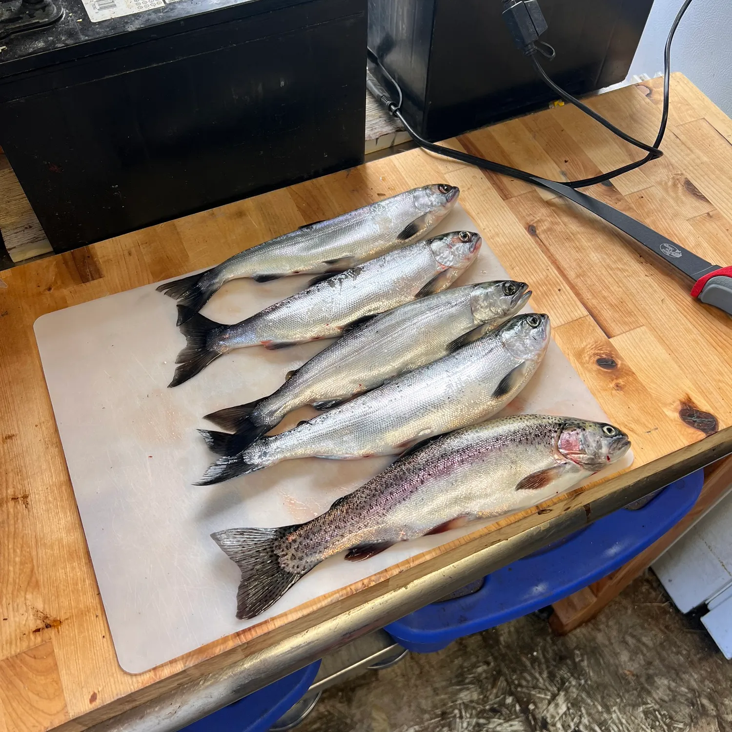 recently logged catches