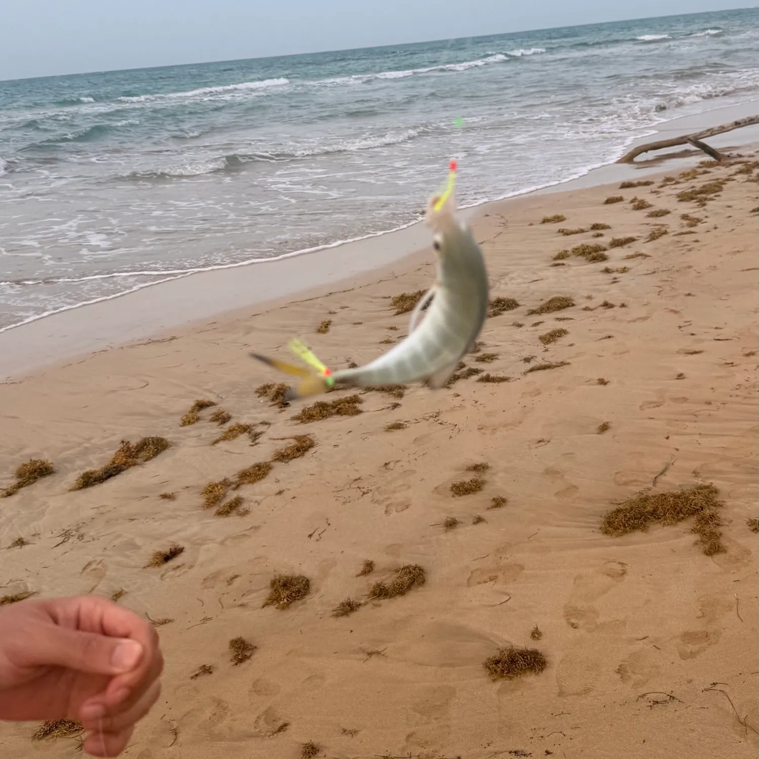 The most recent Crevalle jack catches on Fishbrain