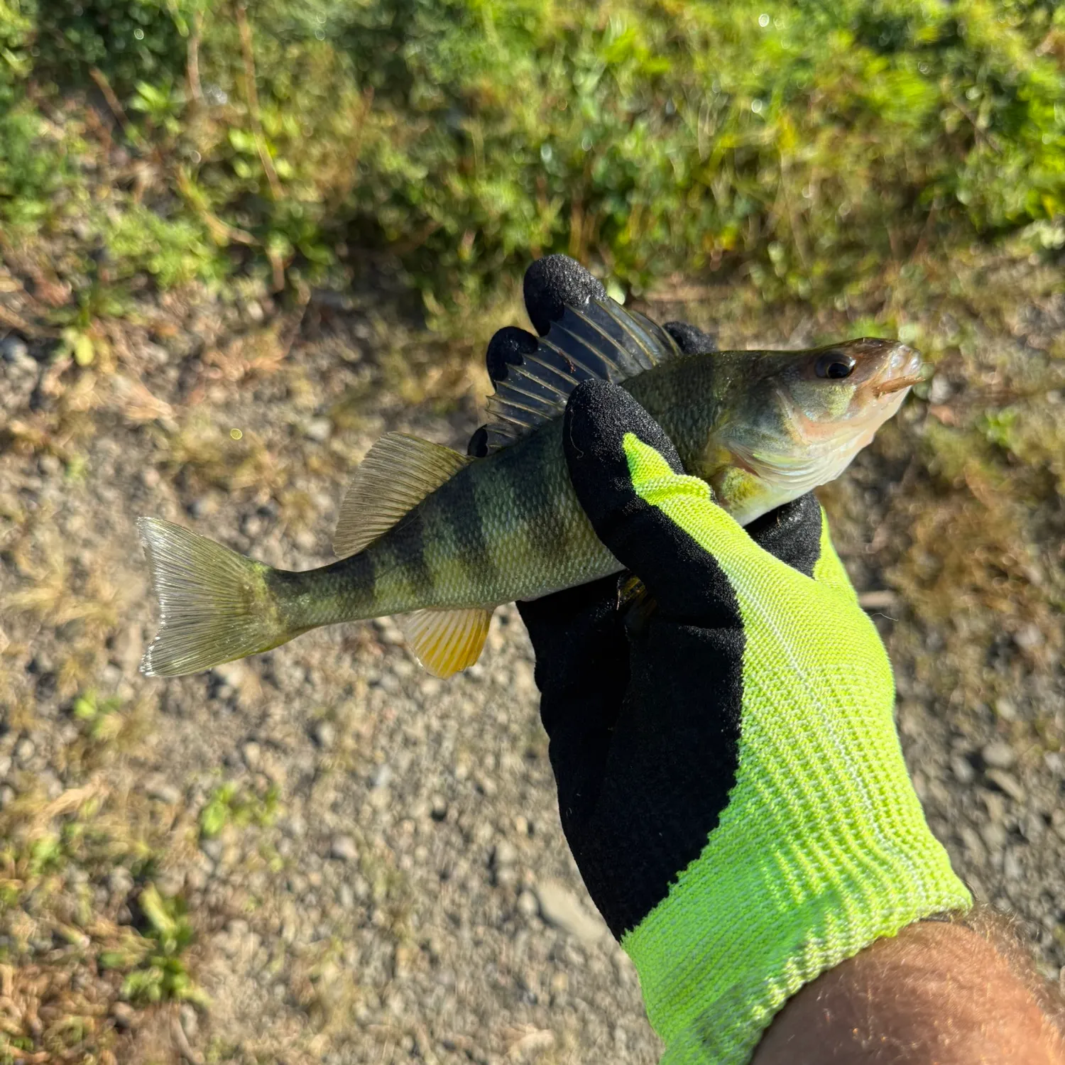 Yellow perch caught on Fishbrain