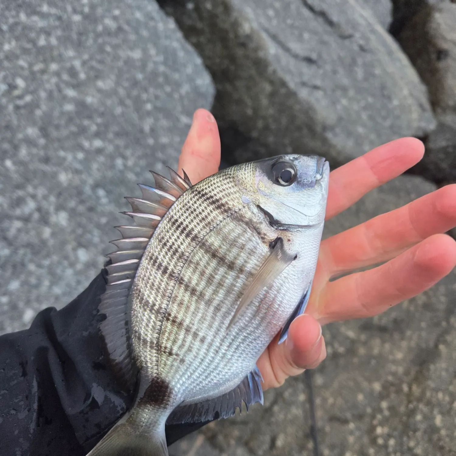 The most recent White seabream catches on Fishbrain