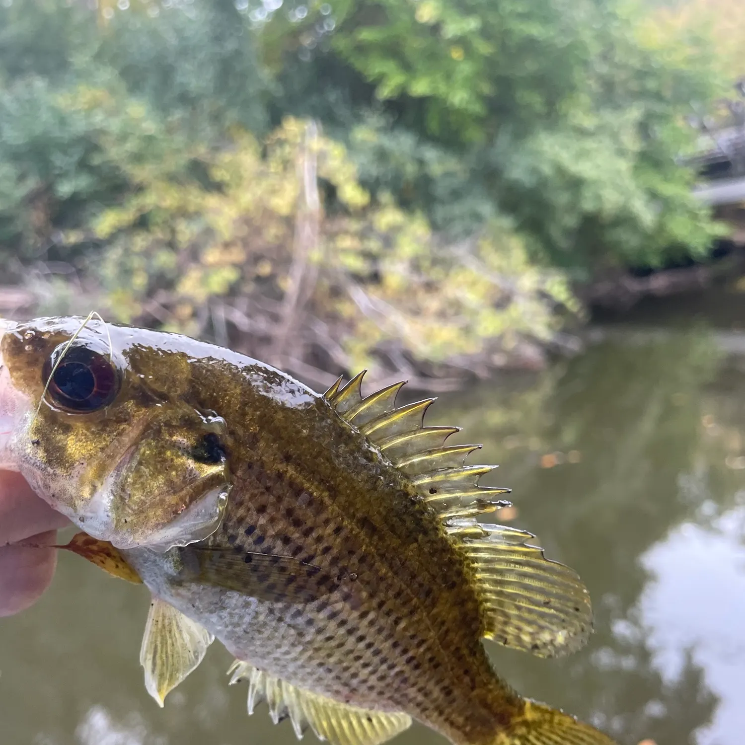 Rock bass caught on Fishbrain