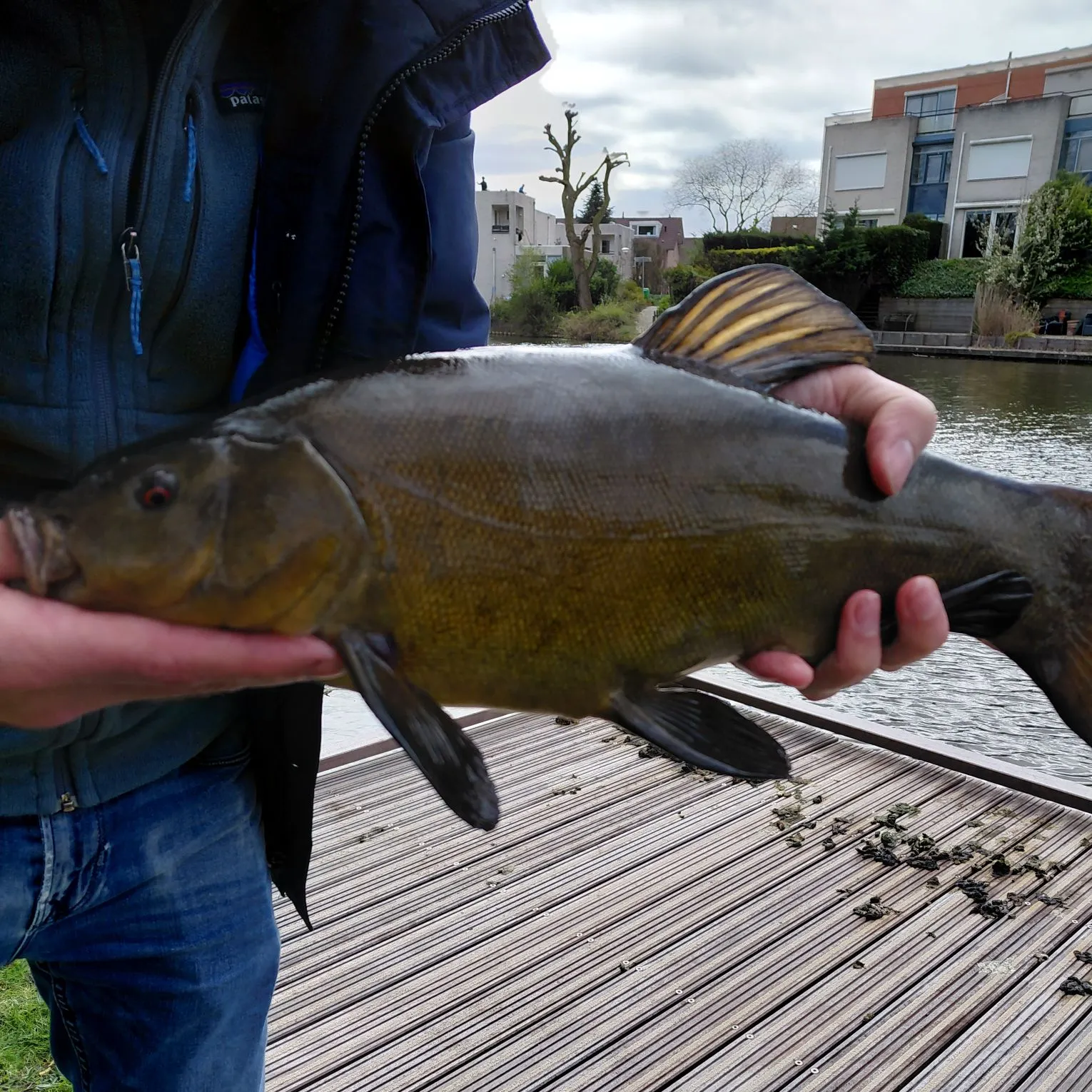 The most recent Tench catches on Fishbrain