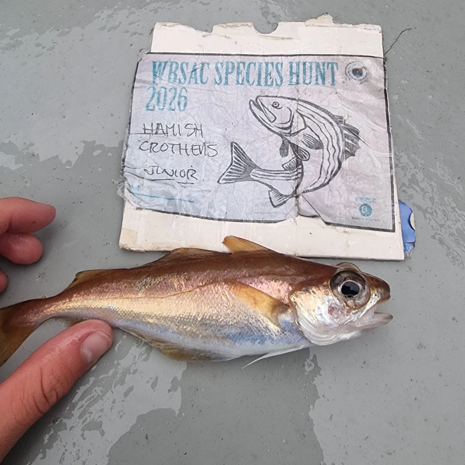 The most recent Poor cod catches on Fishbrain