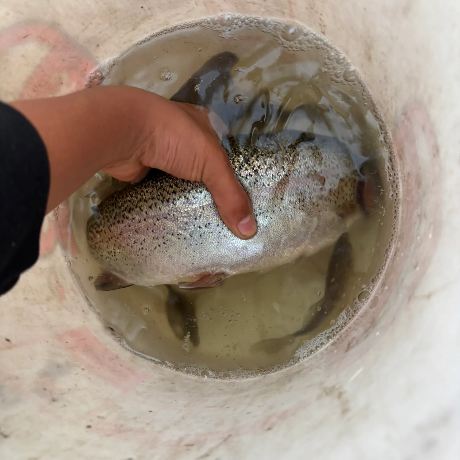 Rainbow trout caught on Fishbrain