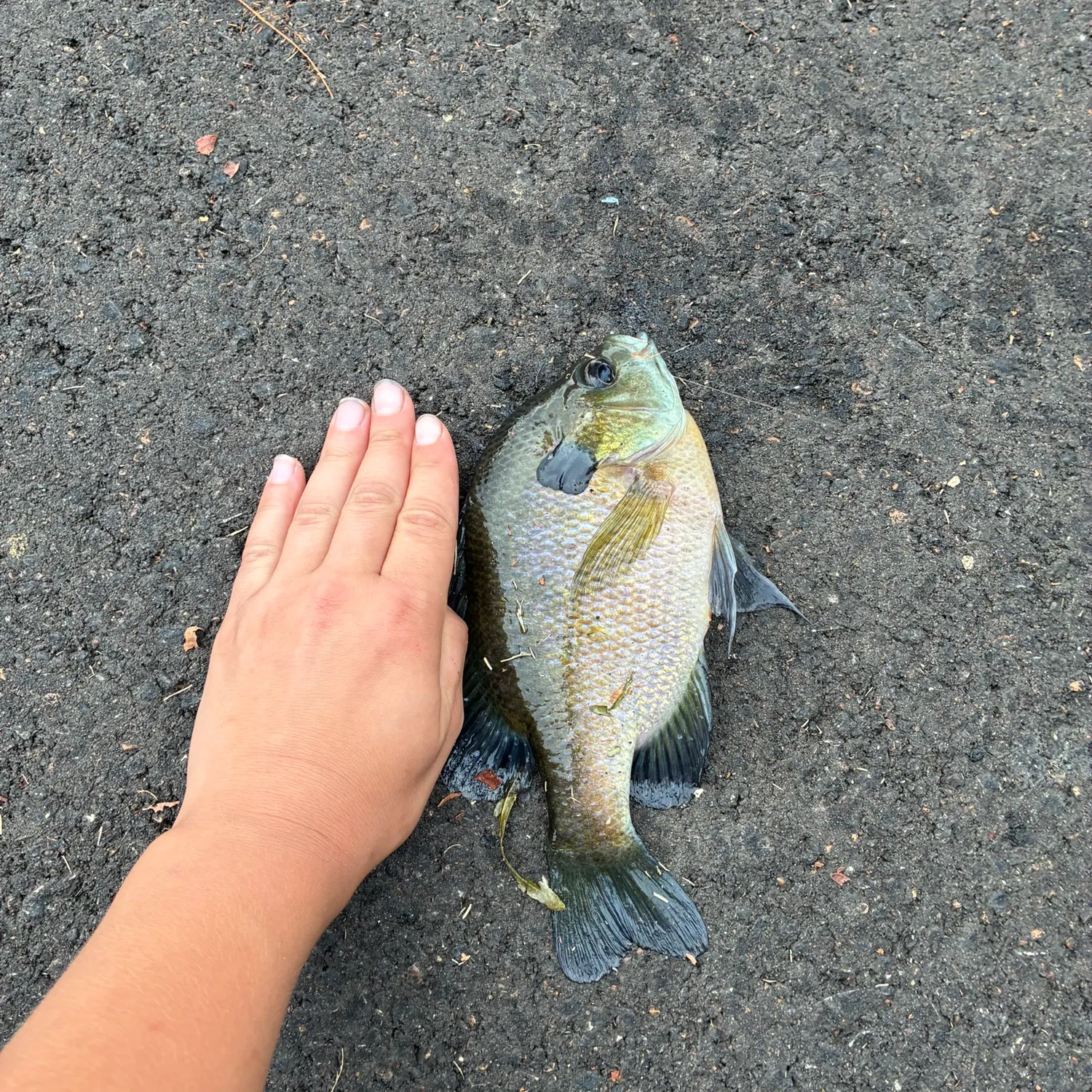 Bluegill caught on Fishbrain