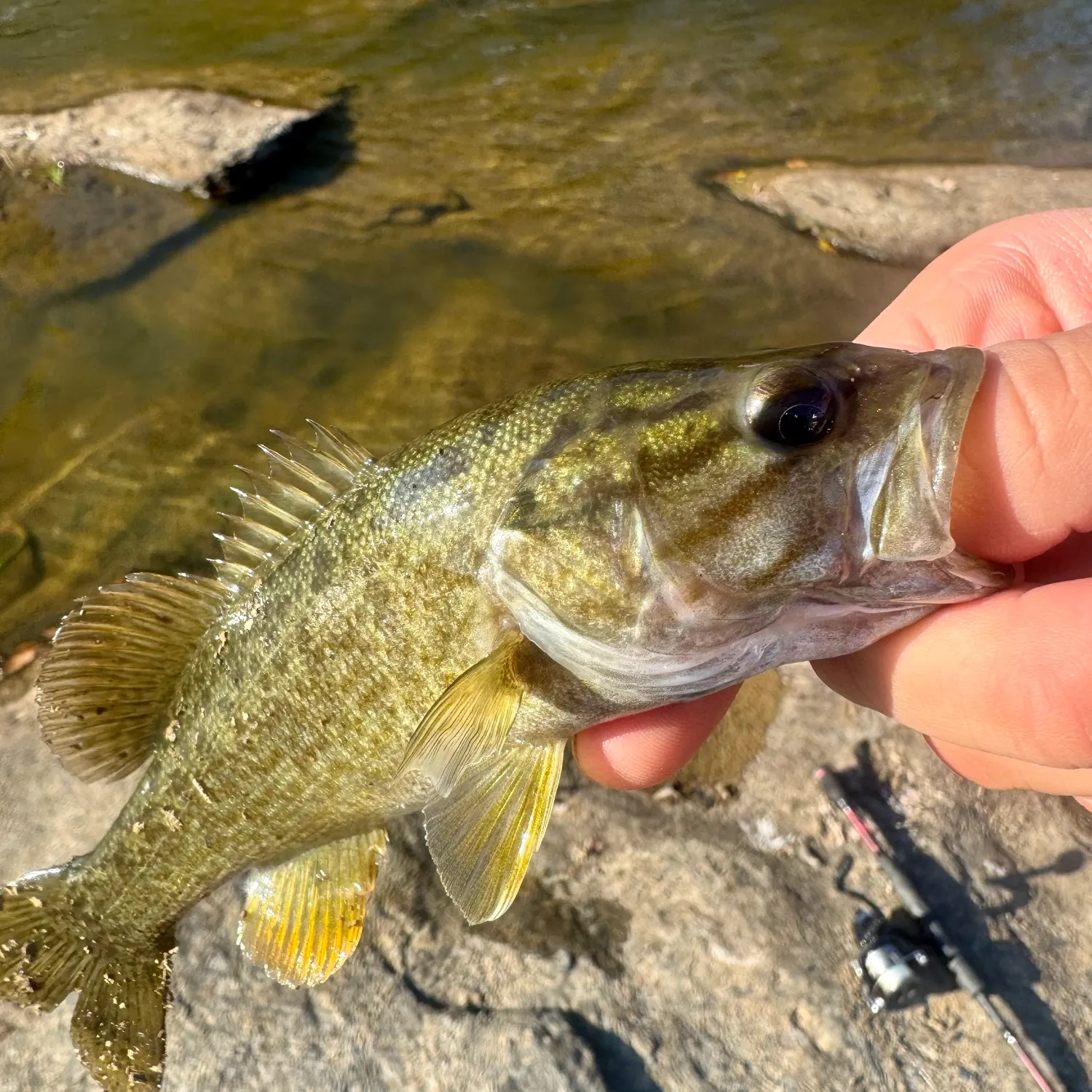 Smallmouth bass caught on Fishbrain