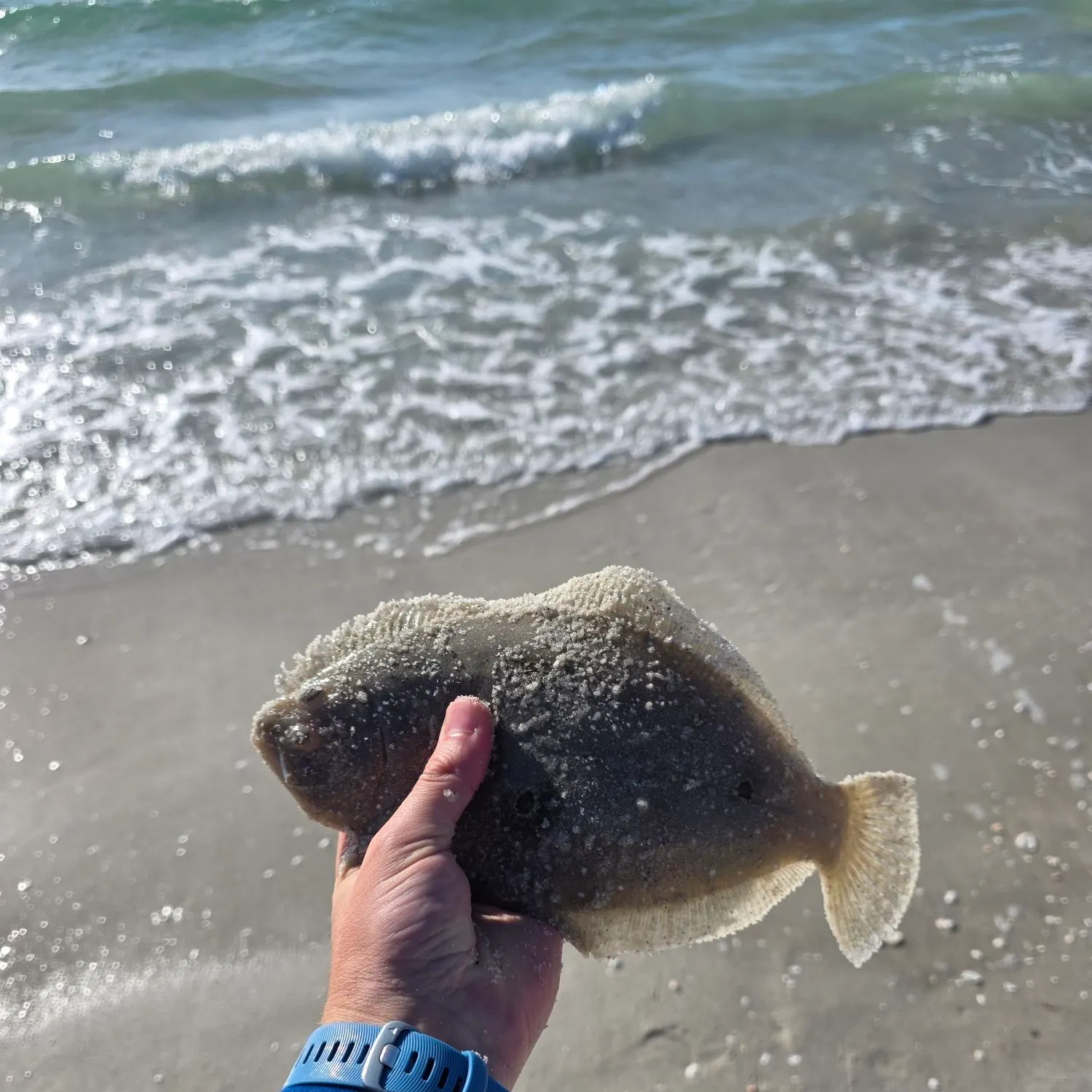 The most recent Gulf flounder catches on Fishbrain
