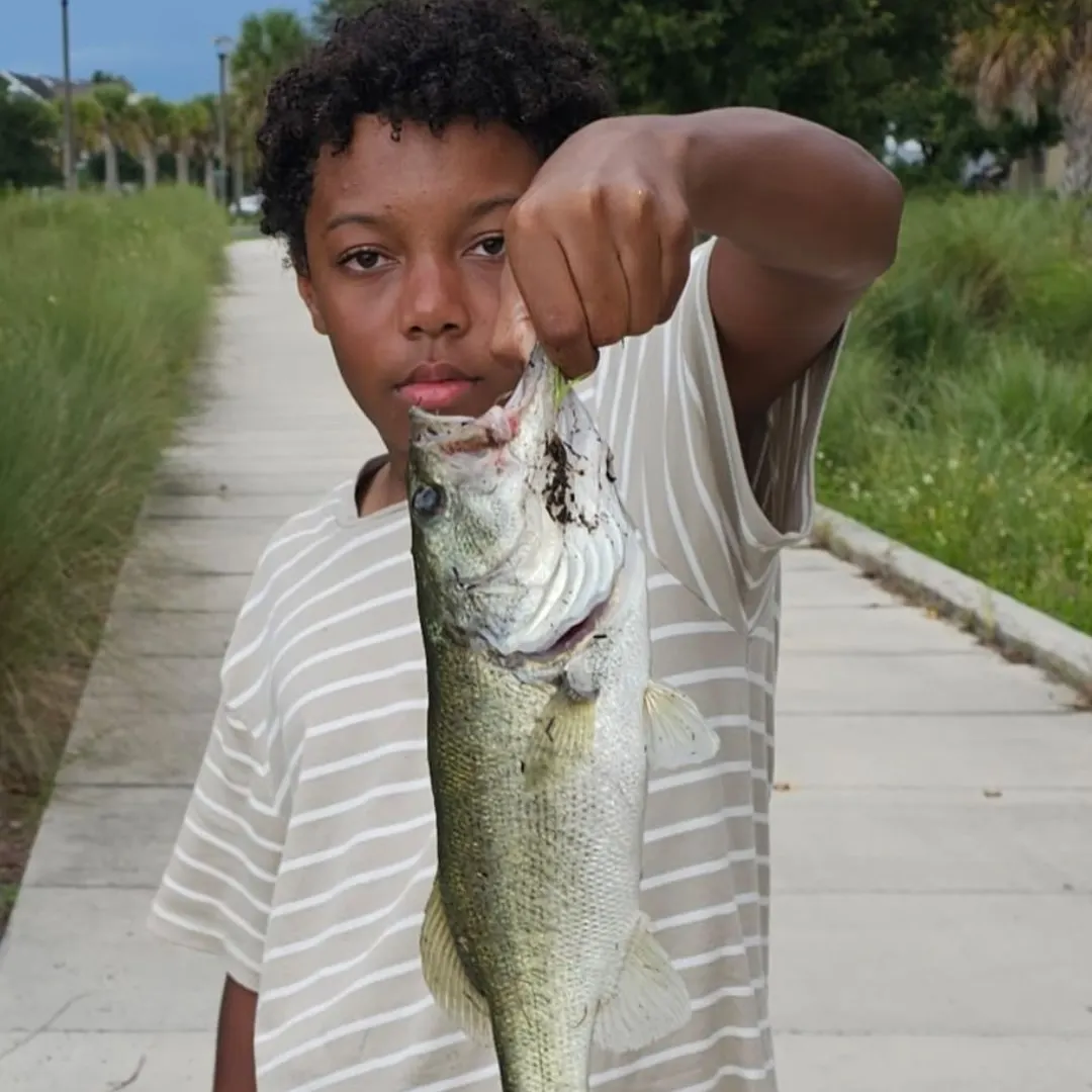 Largemouth bass caught on Fishbrain