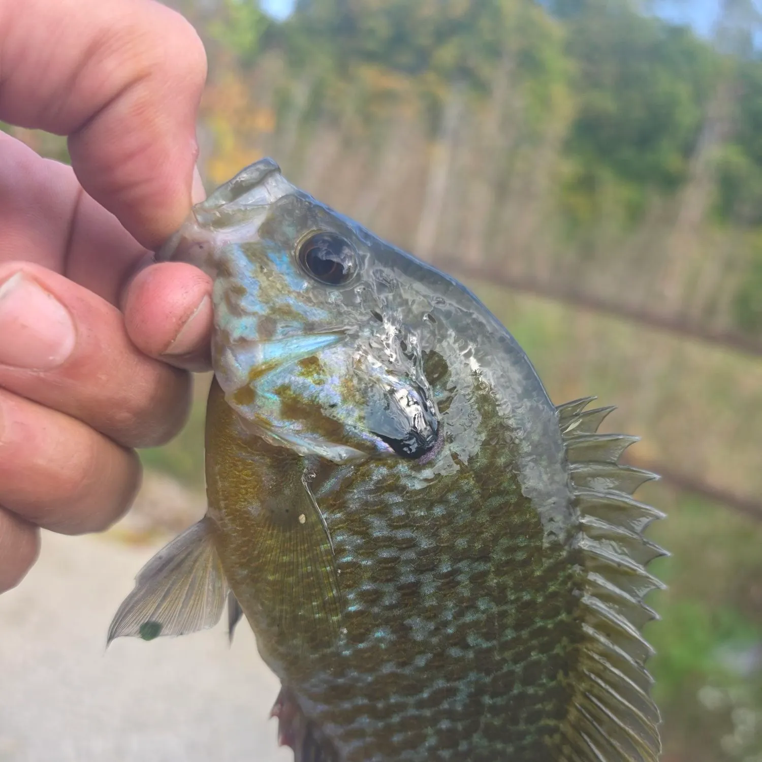 Greengill hybrid caught on Fishbrain