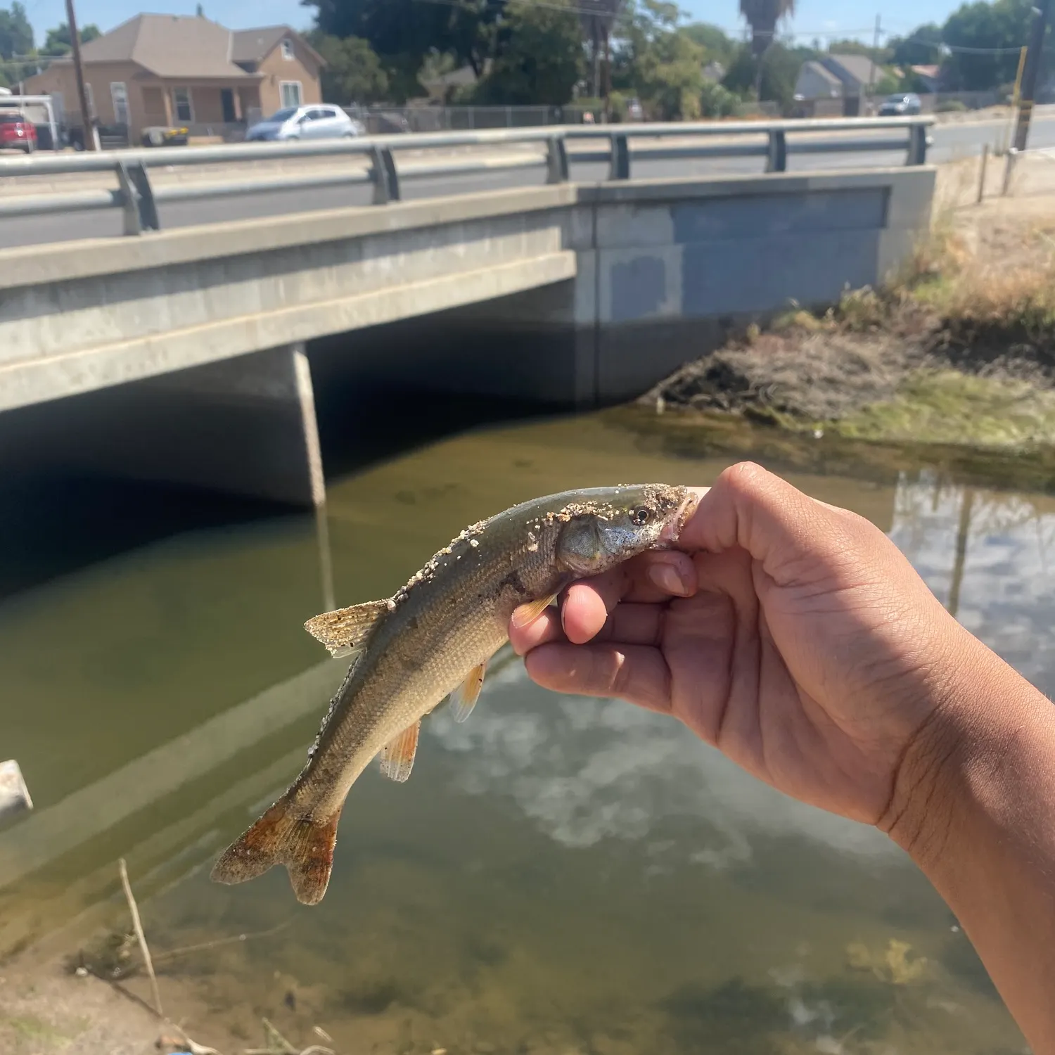The most recent Sacramento pikeminnow catches on Fishbrain