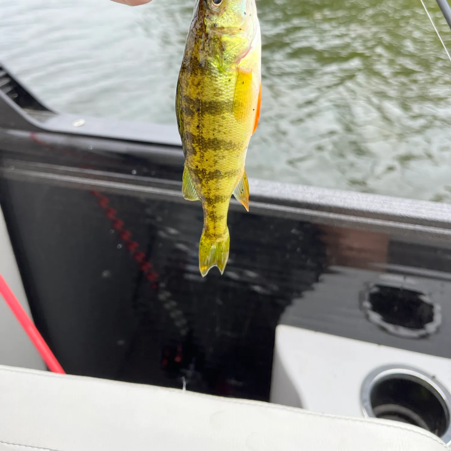 Yellow perch caught on Fishbrain