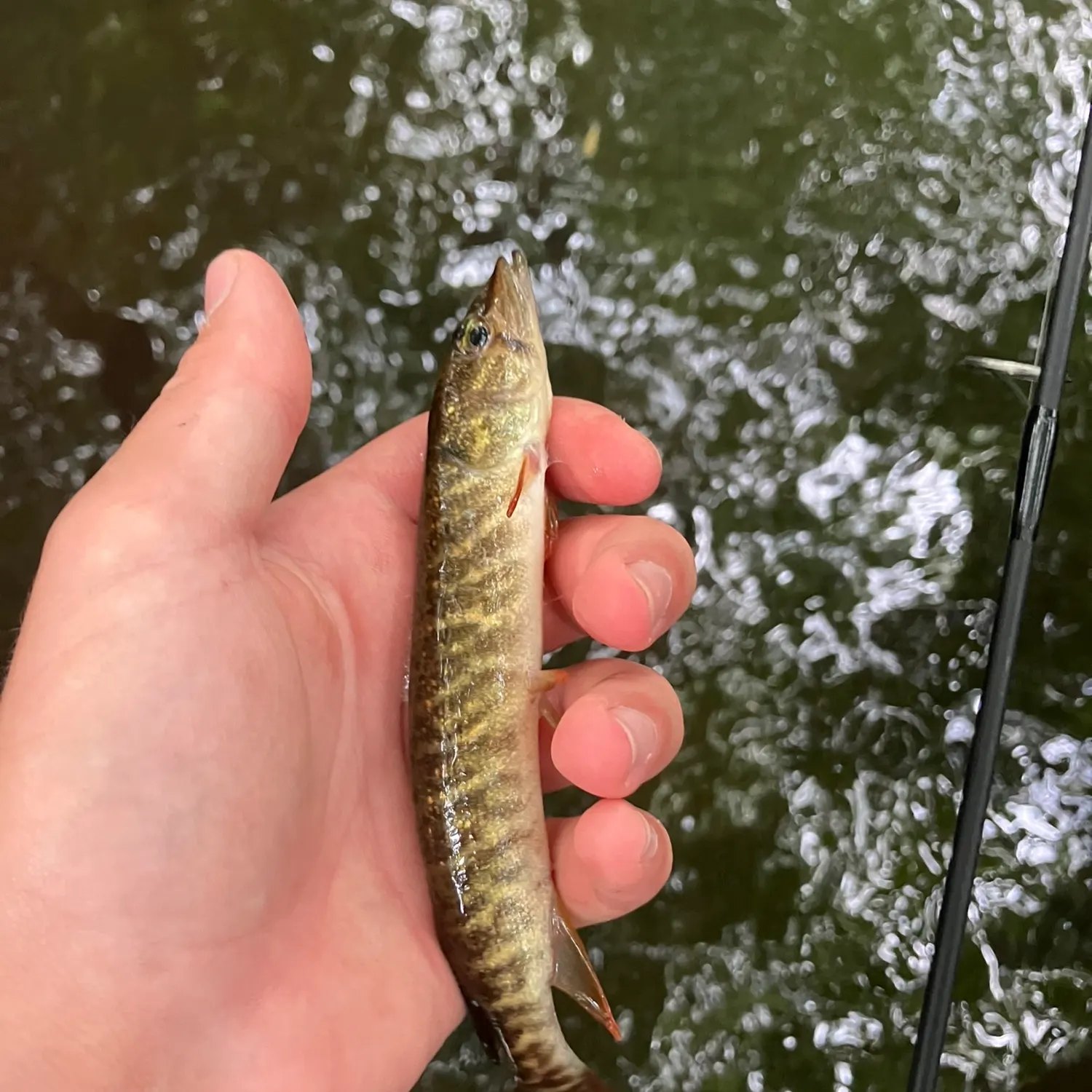 The most recent Redfin pickerel catches on Fishbrain