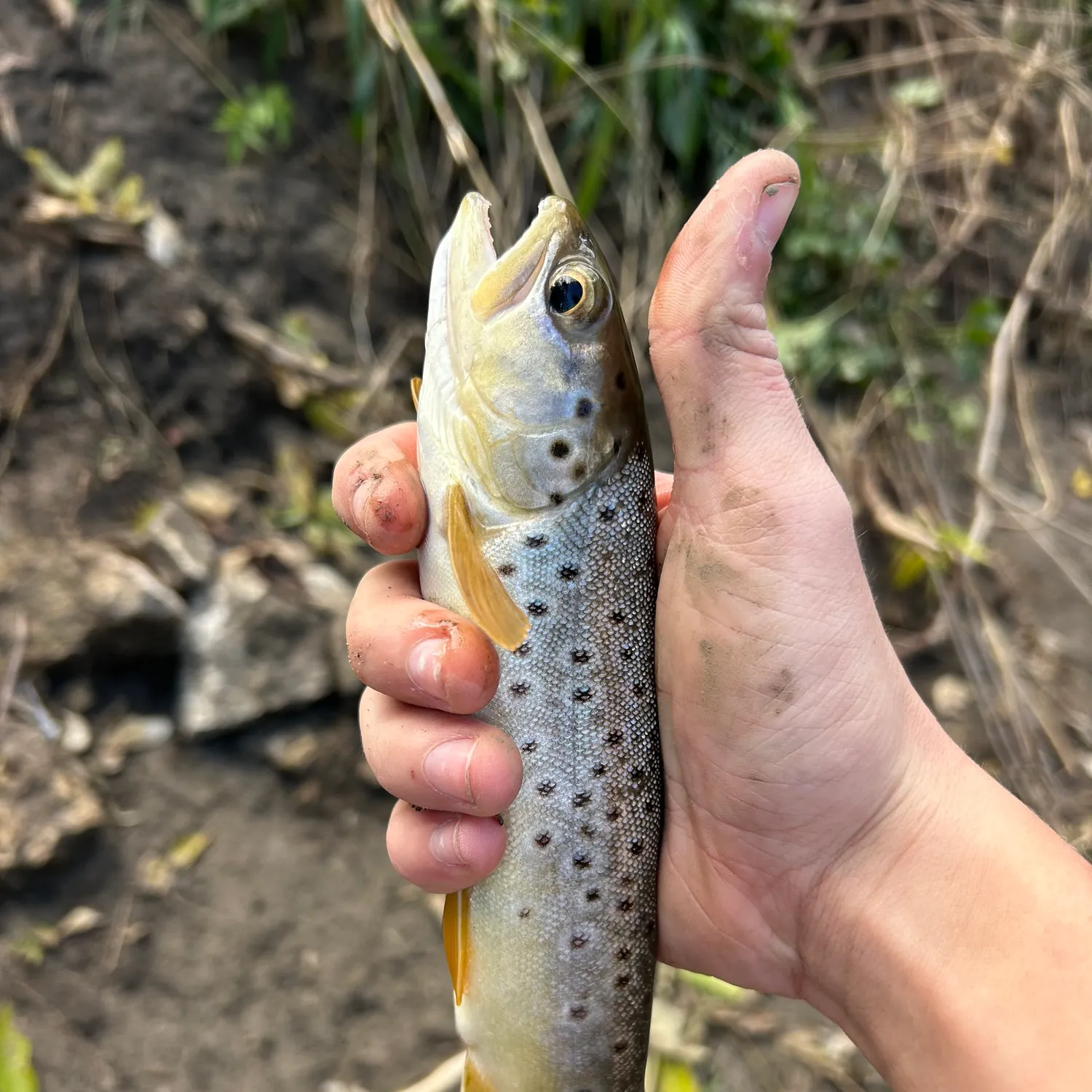 Brown trout caught on Fishbrain