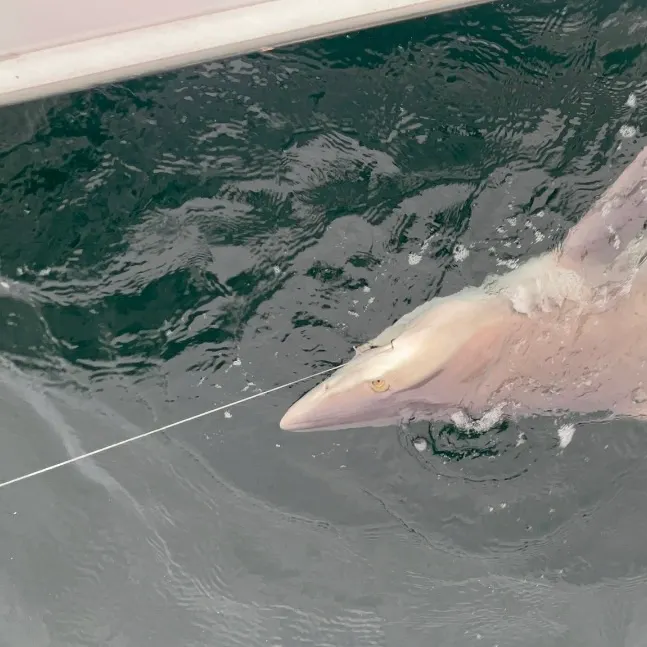 The most recent Dusky shark catches on Fishbrain