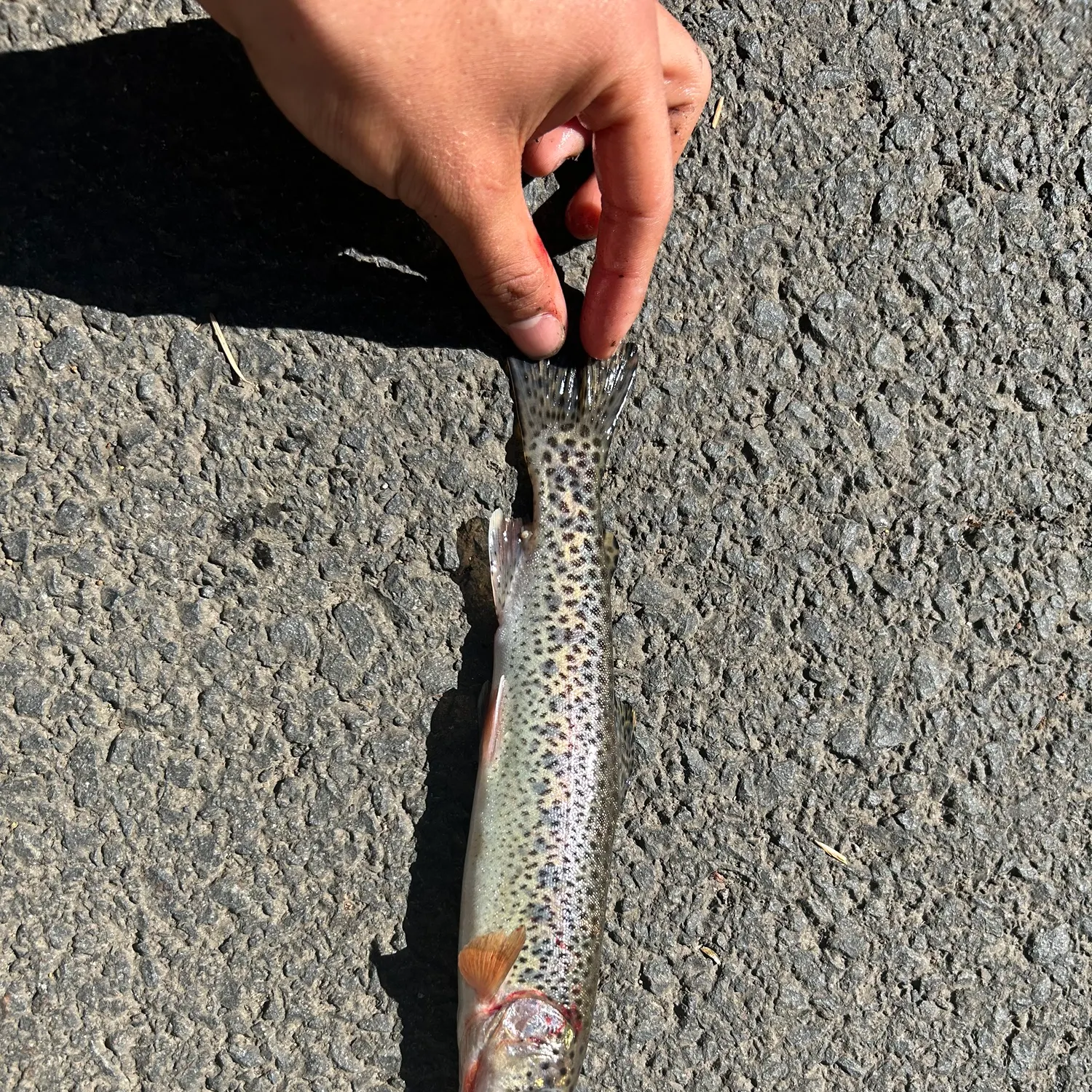 Westslope cutthroat trout caught on Fishbrain