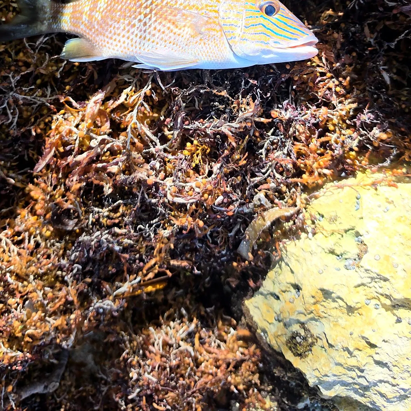 White grunt caught on Fishbrain