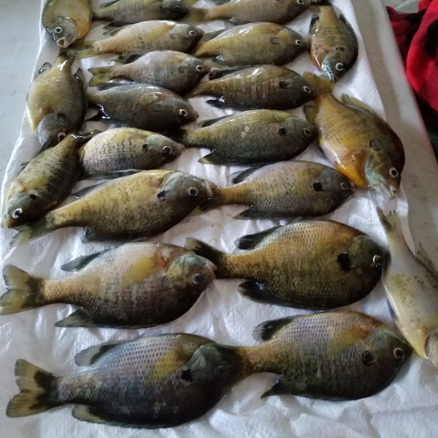 recently logged catches