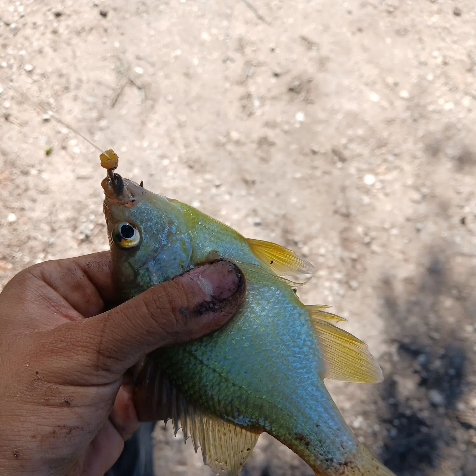 Bluegill caught on Fishbrain