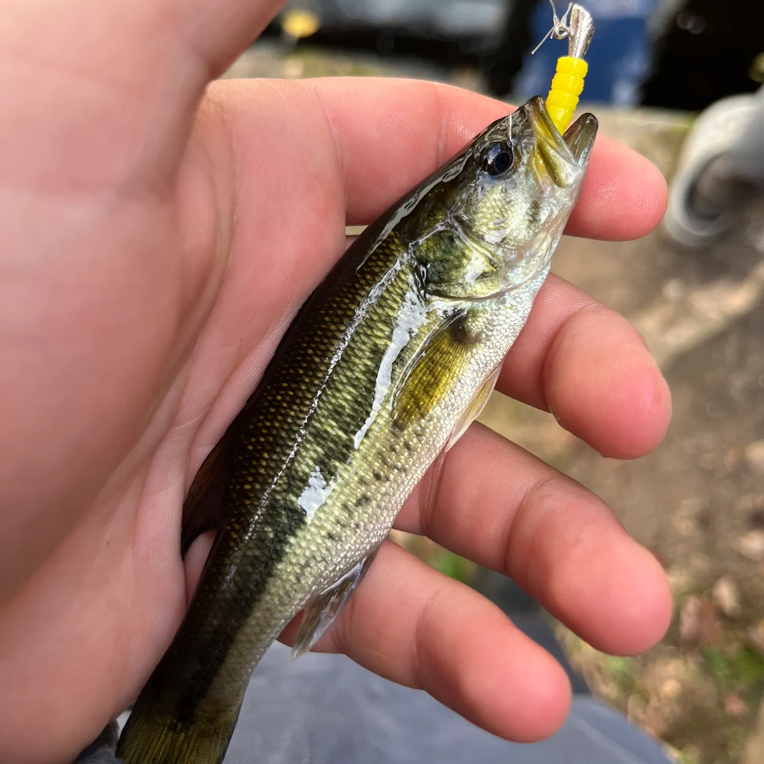Rock bass caught on Fishbrain