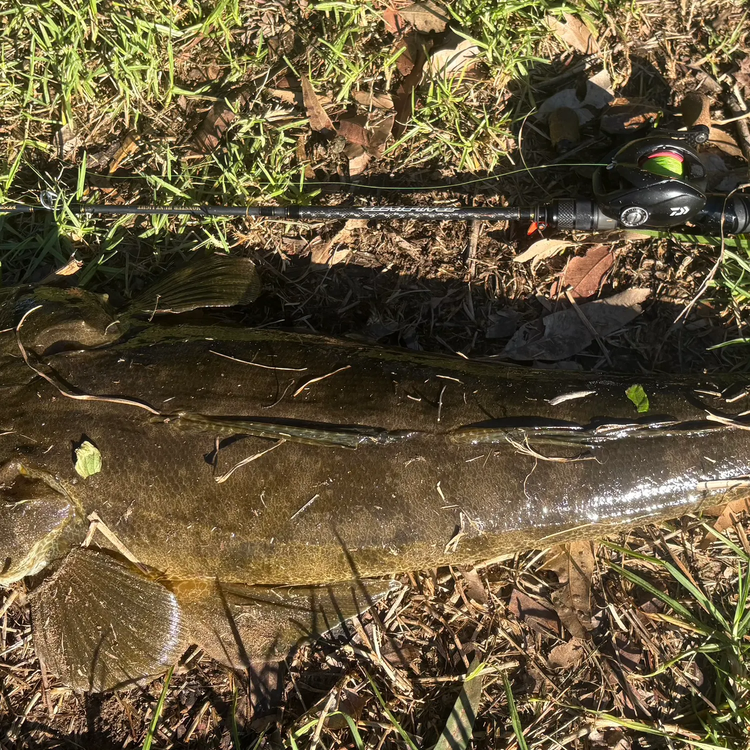 The most recent Dusky flathead catches on Fishbrain