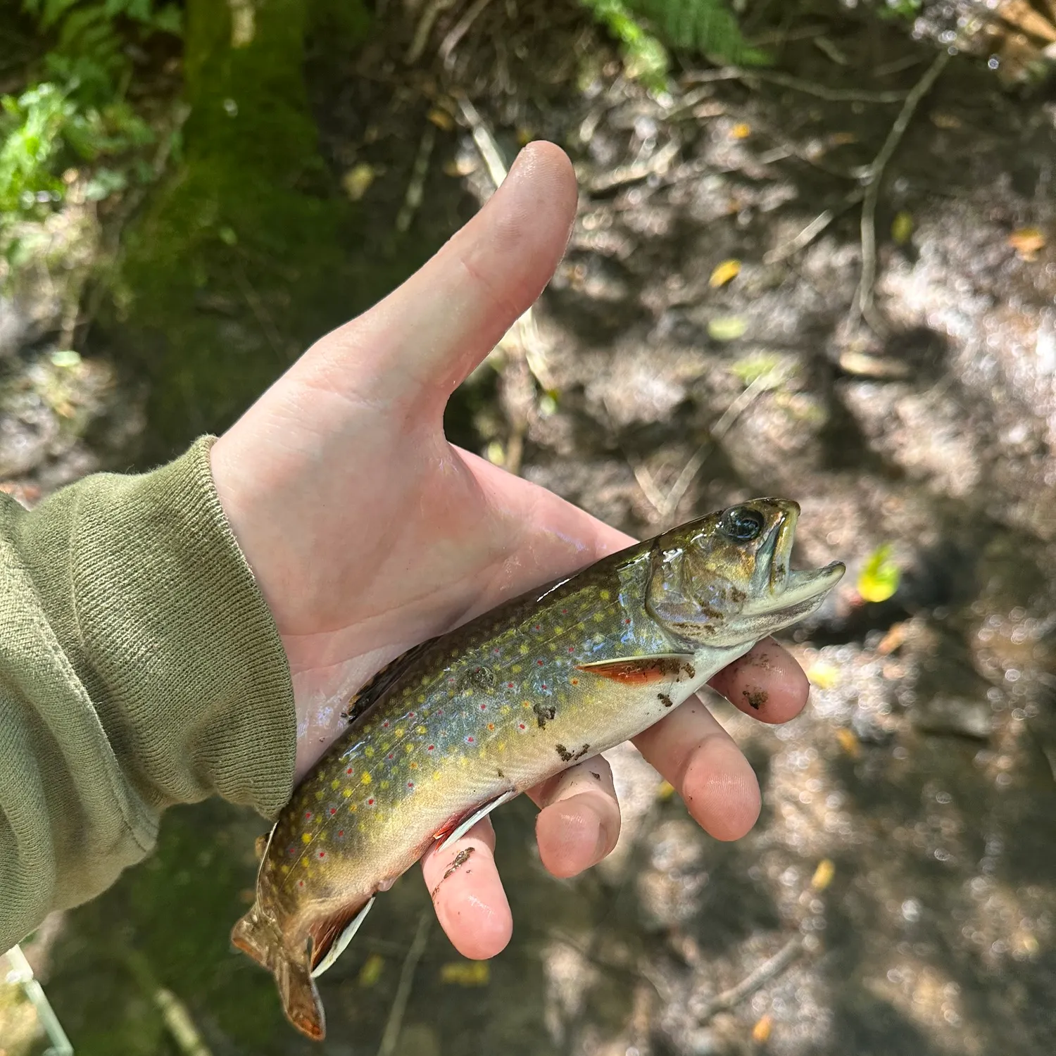 Brook trout caught on Fishbrain