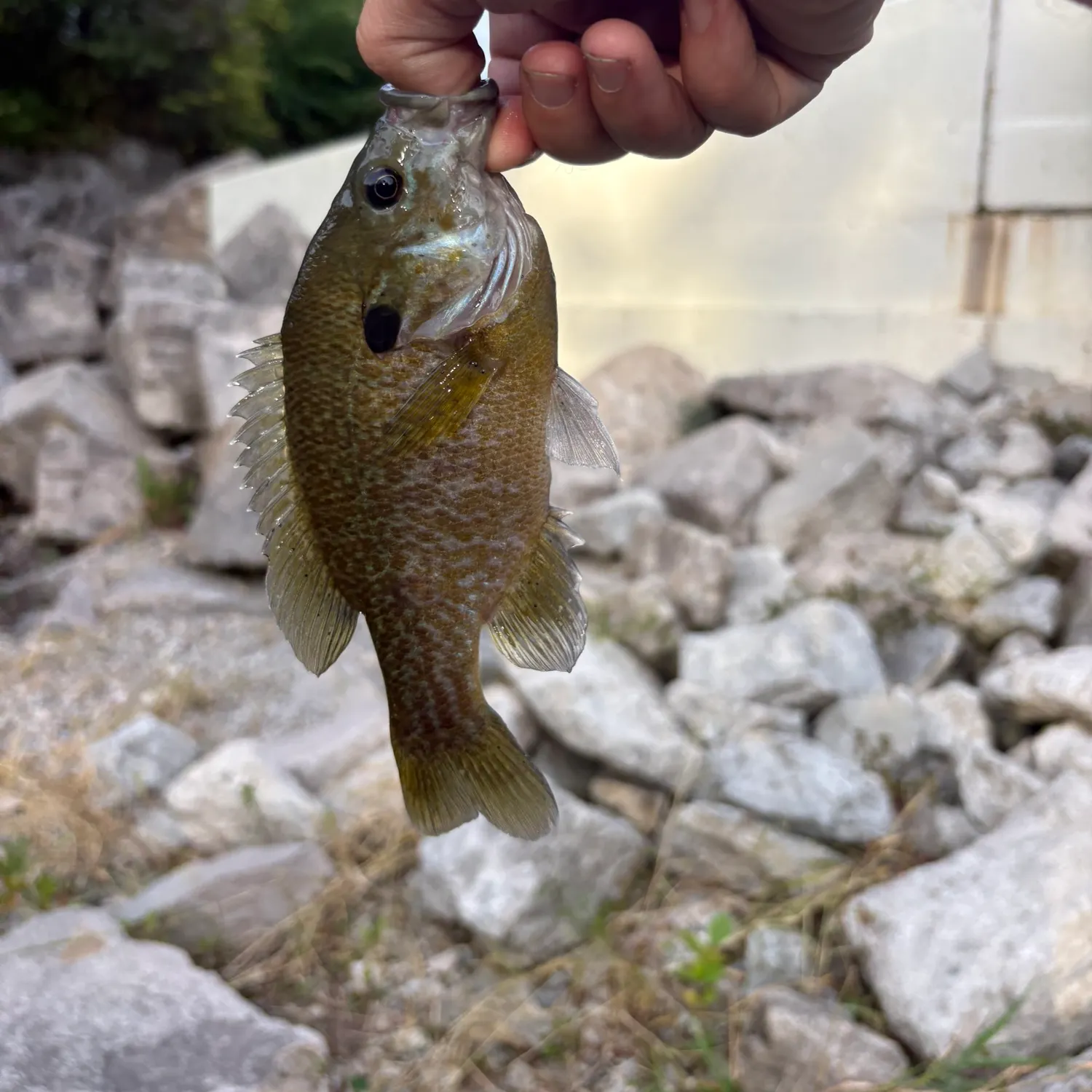 Greengill hybrid caught on Fishbrain
