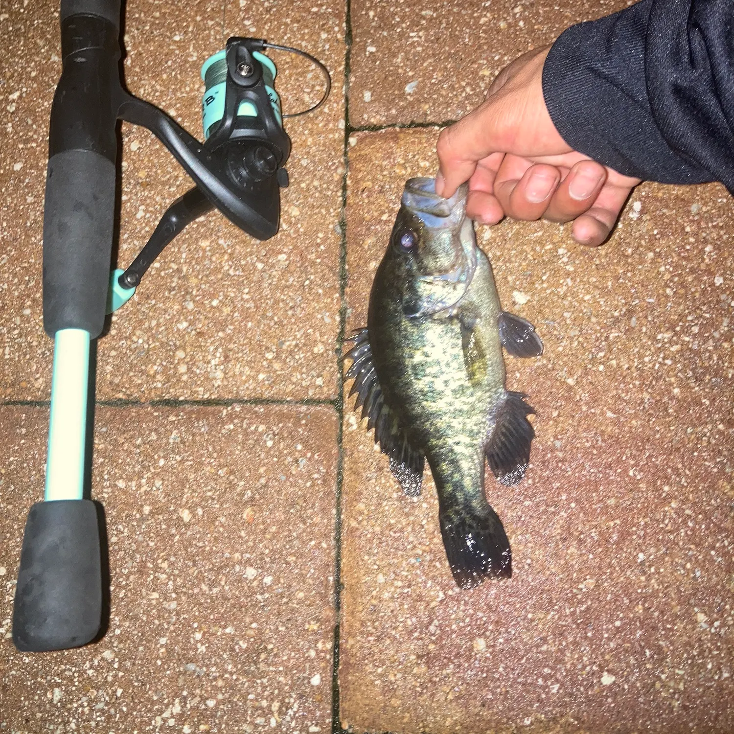 Warmouth caught on Fishbrain