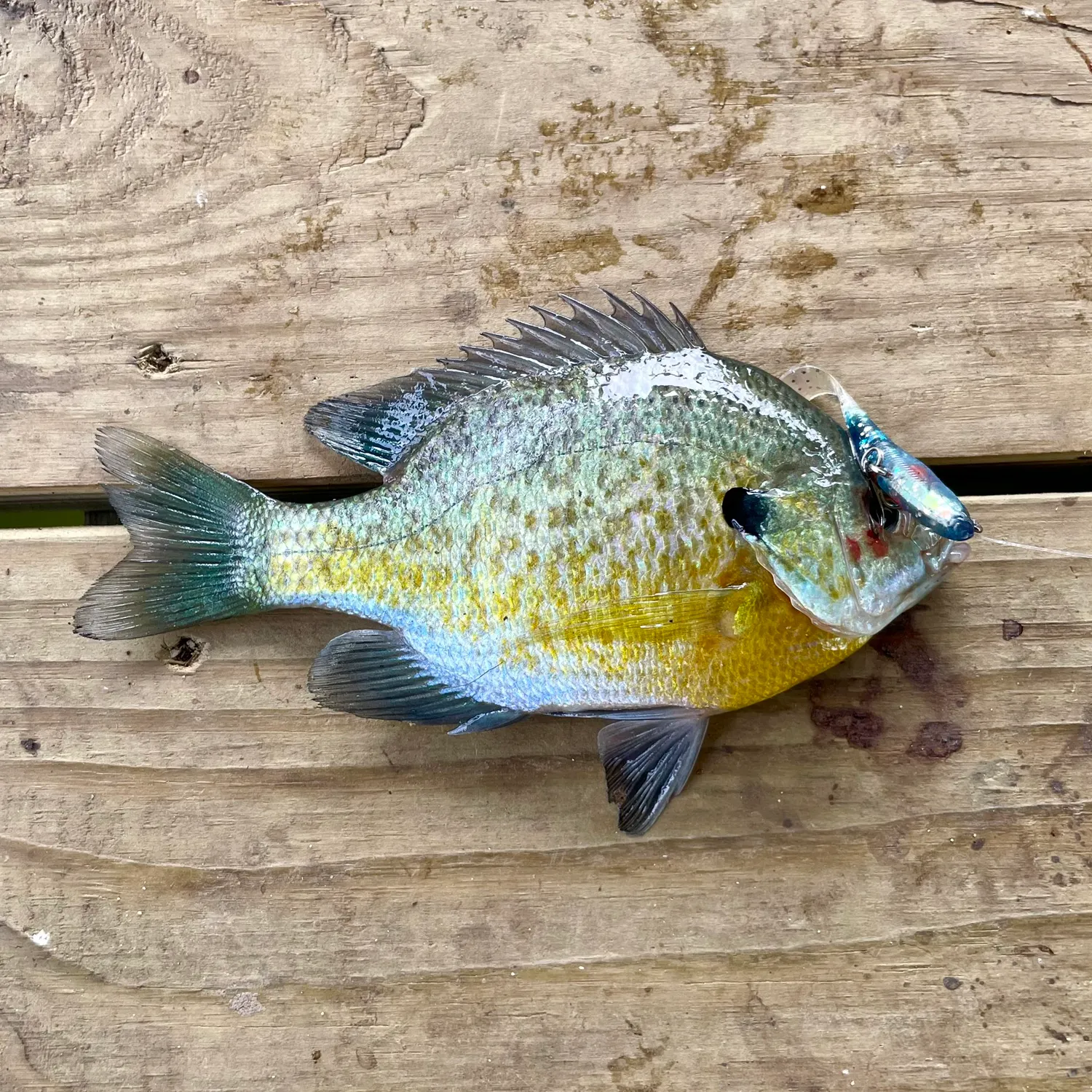 Bluegill caught on Fishbrain