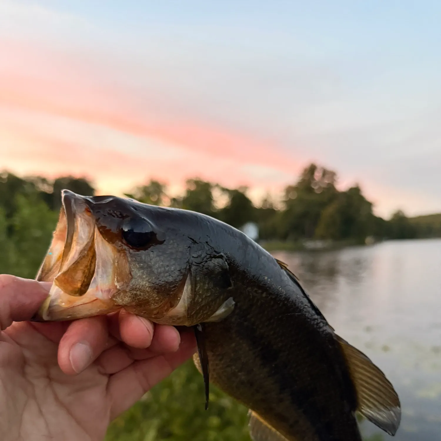 Largemouth bass caught on Fishbrain