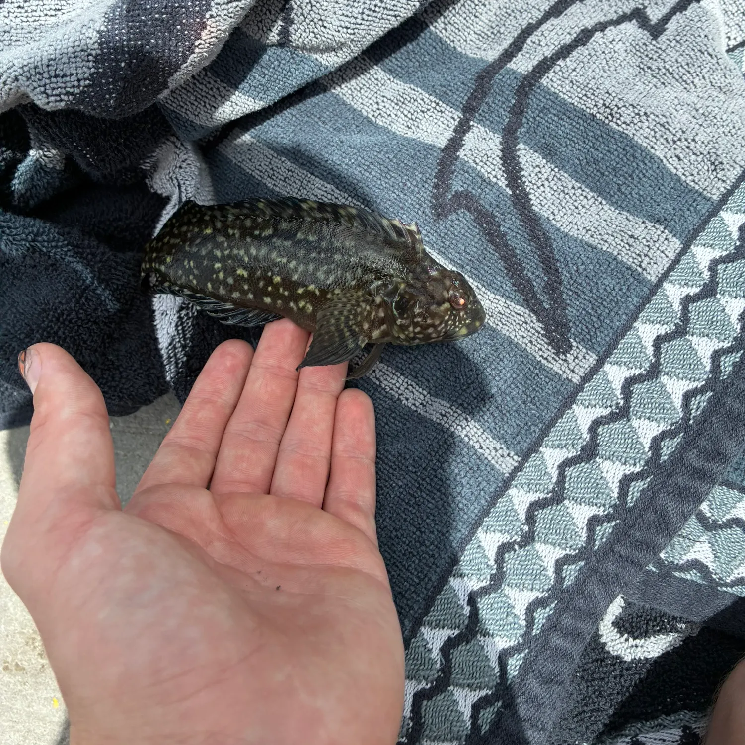 The most recent Seaweed blenny catches on Fishbrain