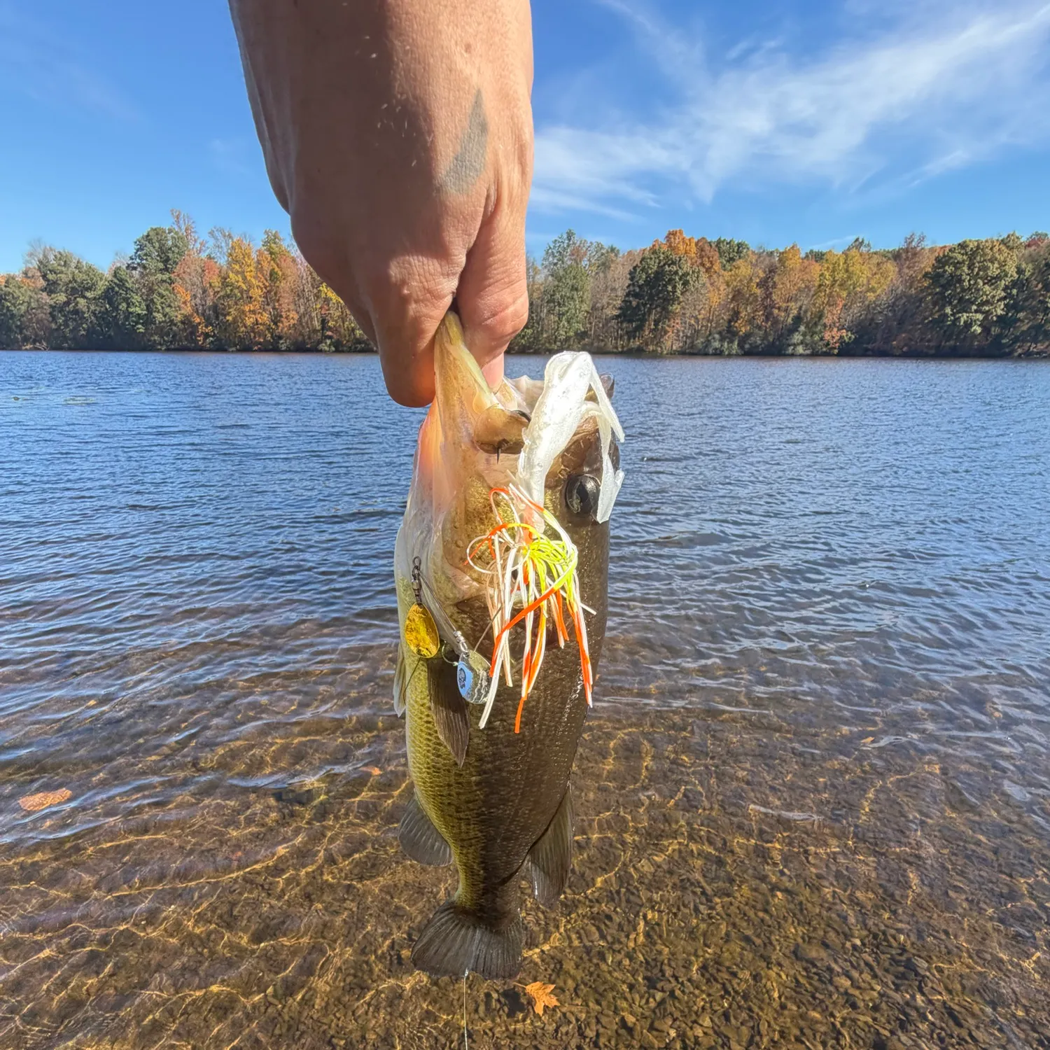 Largemouth bass caught on Fishbrain